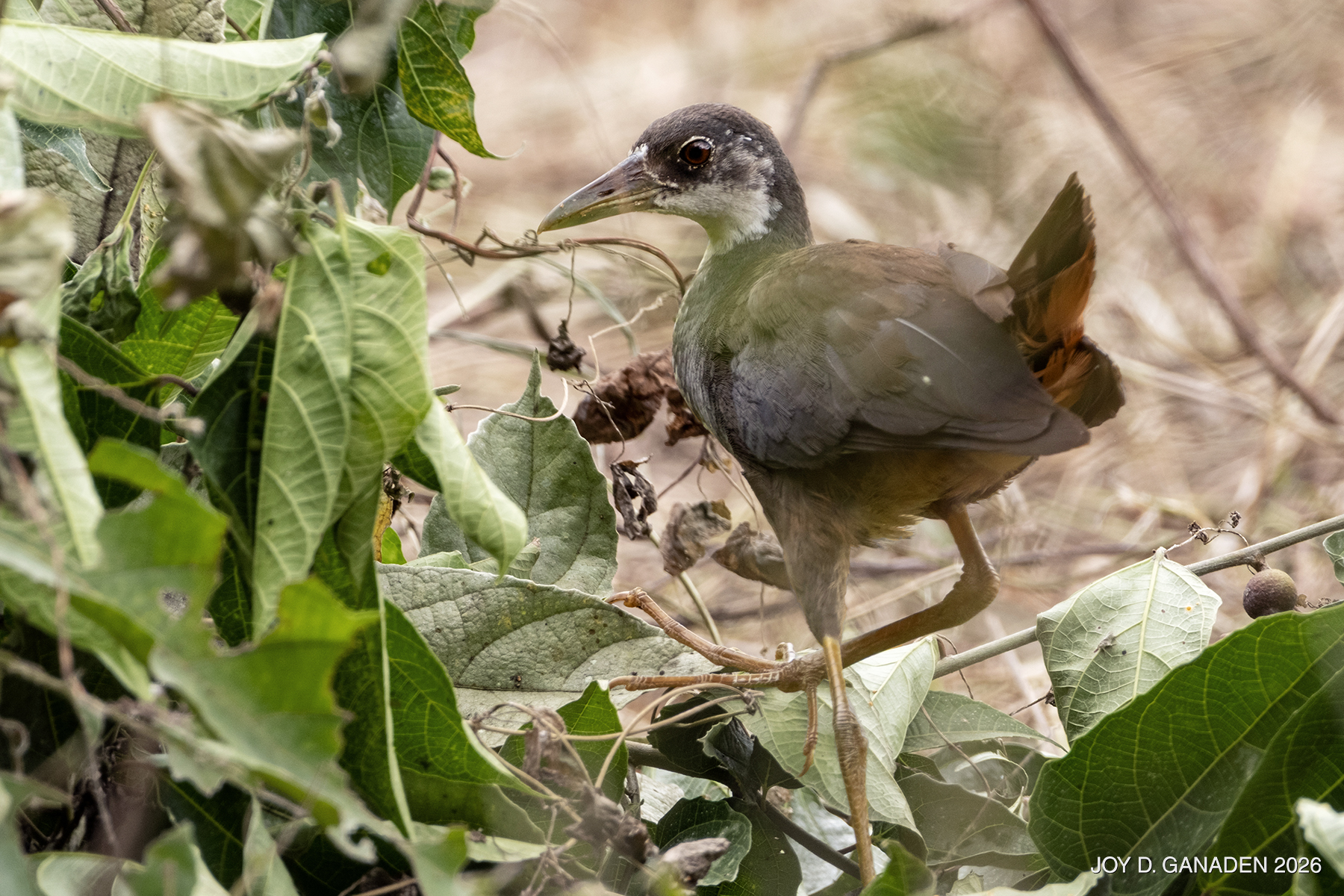 Birdwatch Philippines Community | White-breasted Waterhen (Immature ...