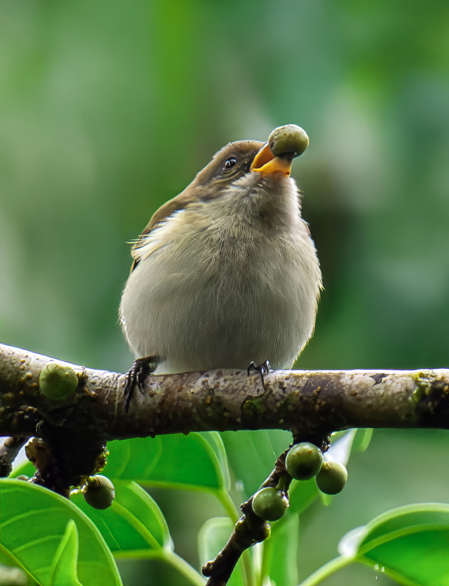 Wildlife Photographers of the Philippines | The bicolored flowerpecker ...