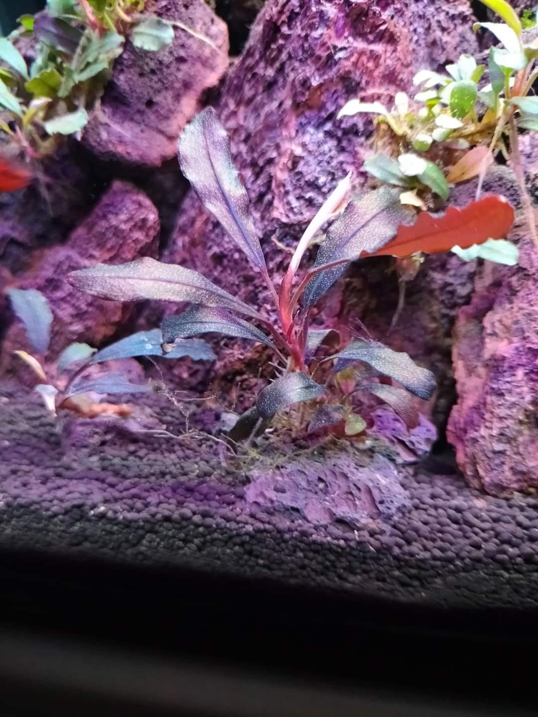 Bucephalandra Brownie Ghost 2011 flowering in low tech tank