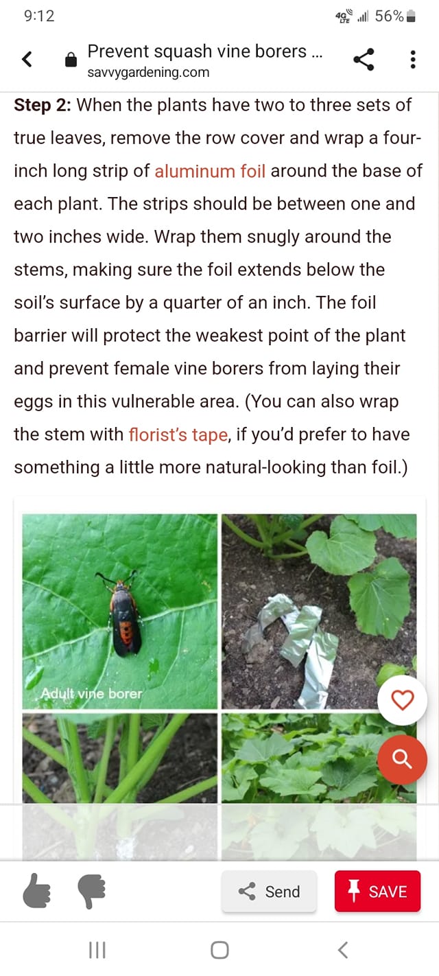 Does anyone wrap foil around the stem of the squash and zucchini