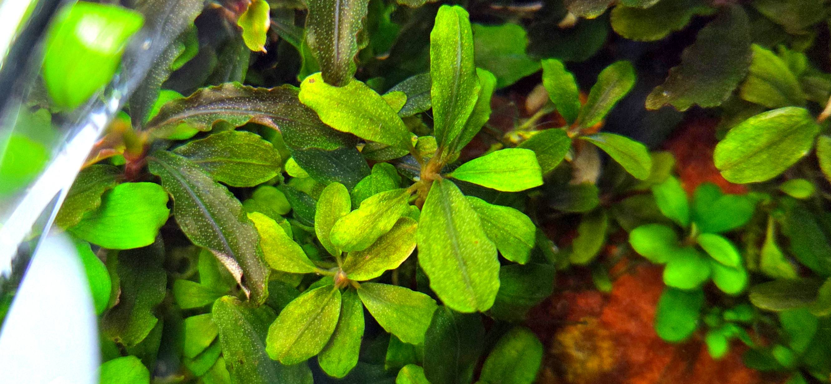Dennerle Bucephalandra sp. Serimbu Brown (In-Vitro) One of the