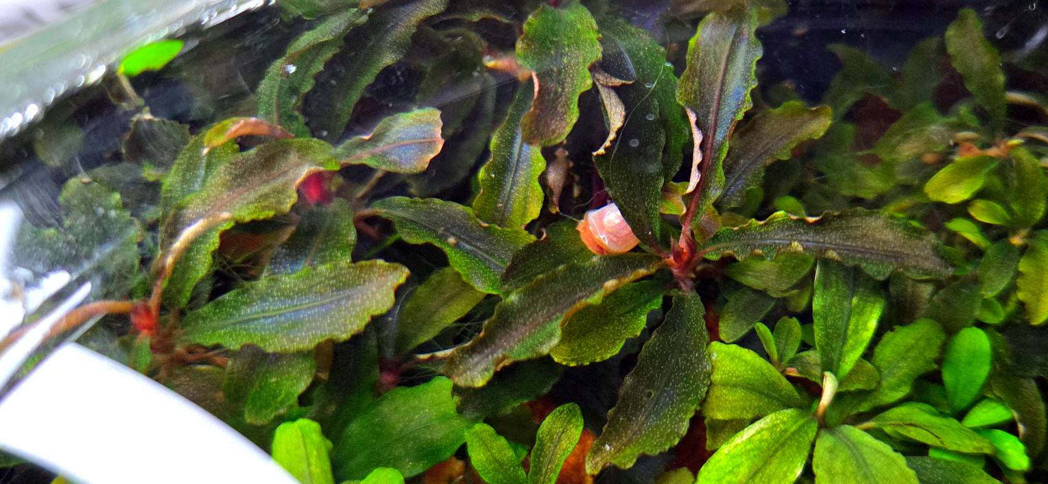 Dennerle Bucephalandra sp. Serimbu Brown (In-Vitro) One of the