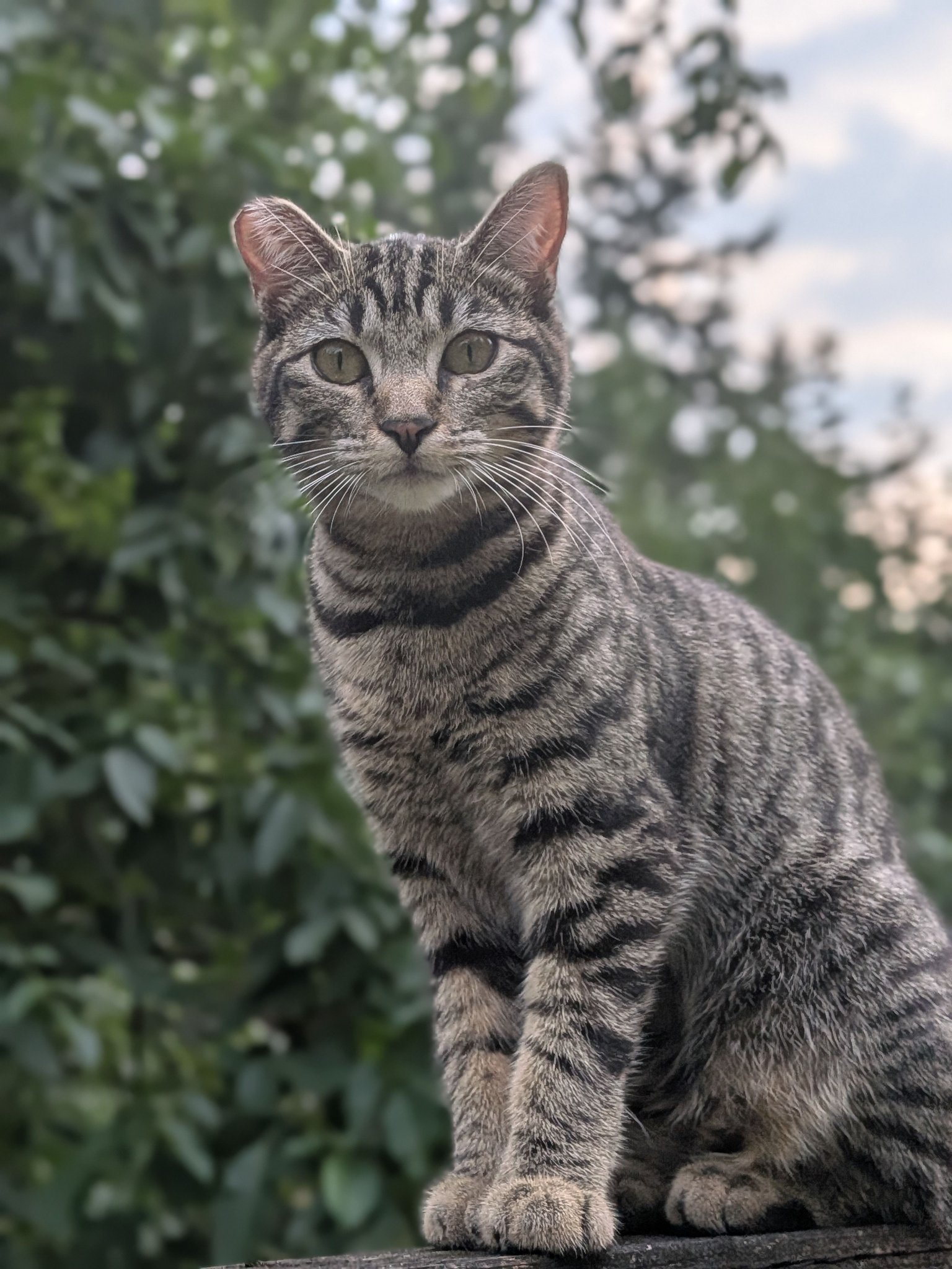 Lost cat in Poulsbo, WA area