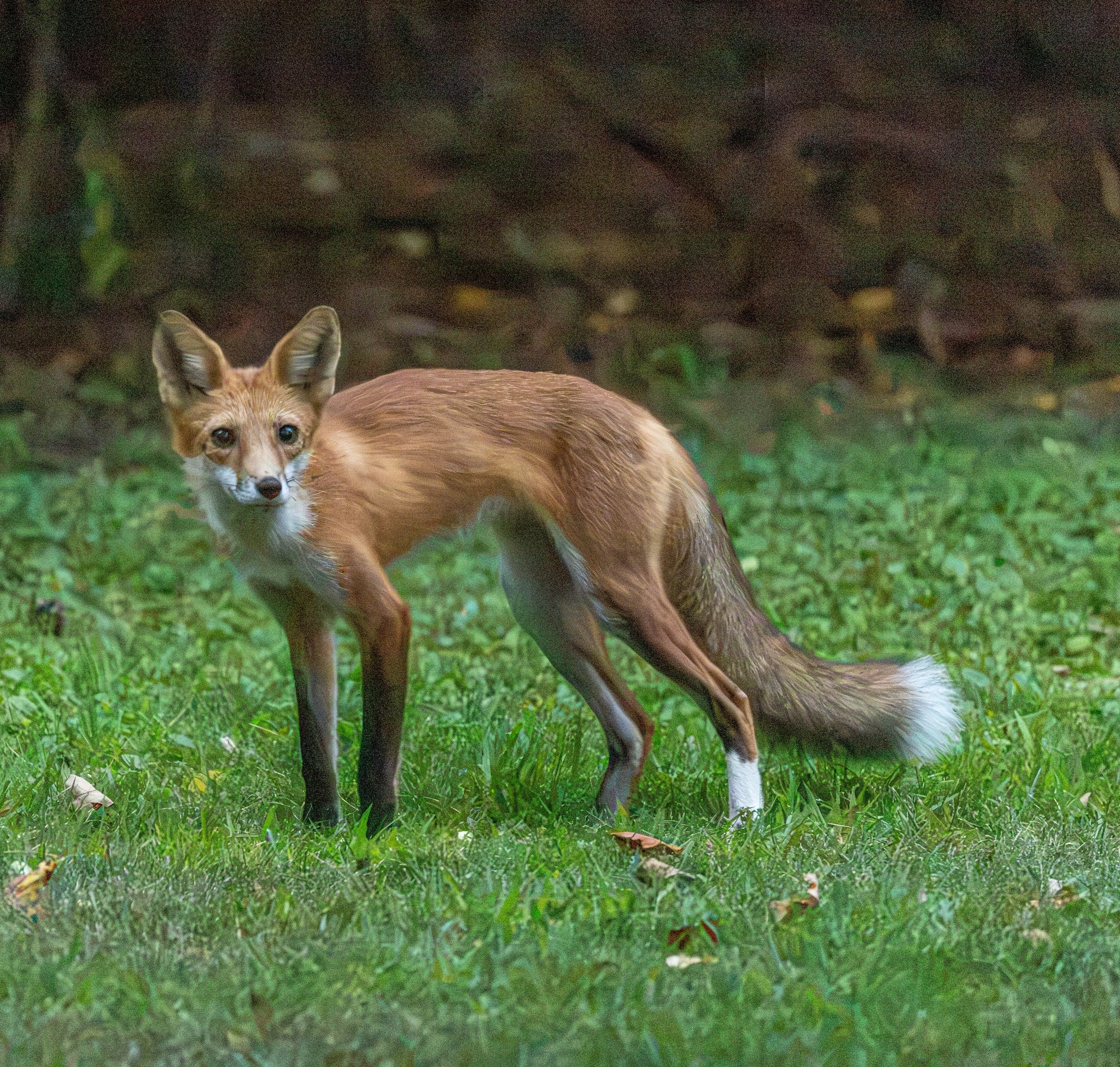 Red fox with white socks spotted in Pipestone, MN