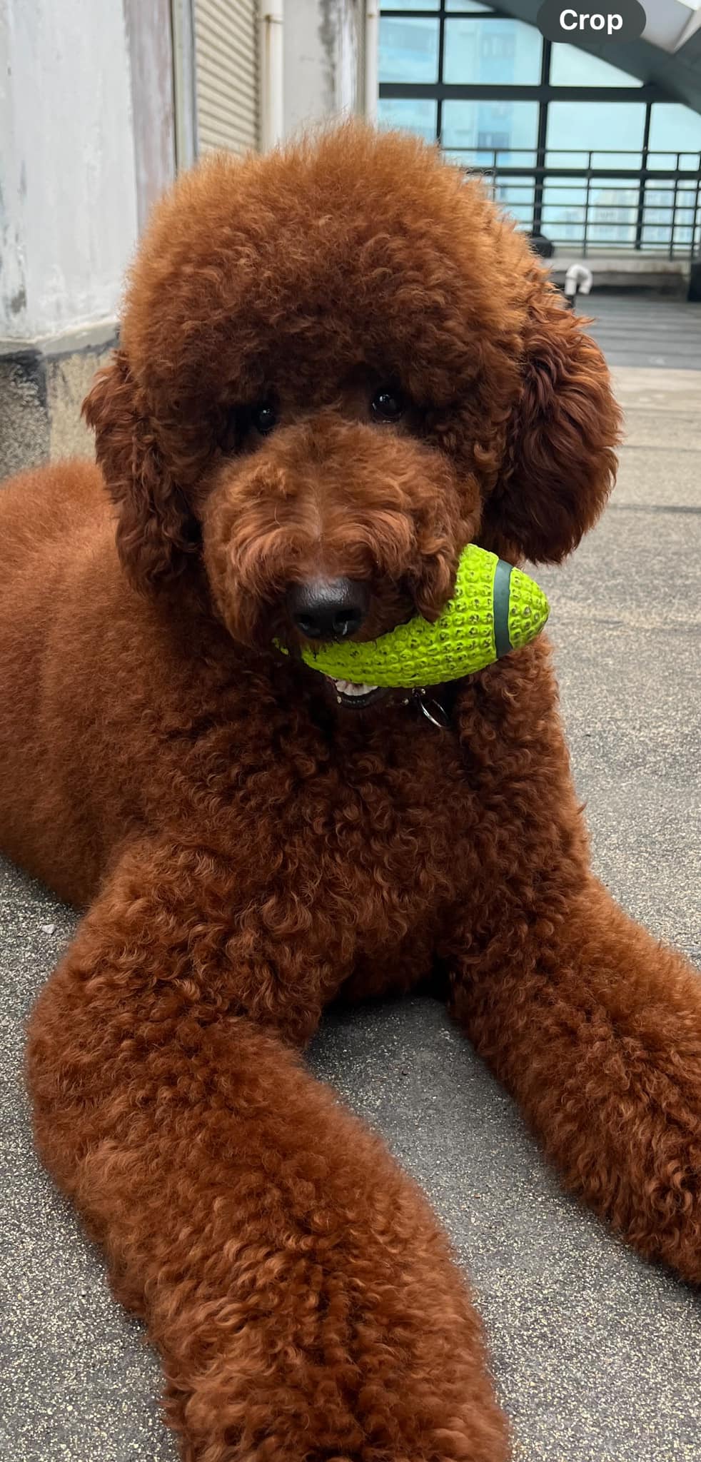 What is the best brush and method to maximize poodle fluffiness