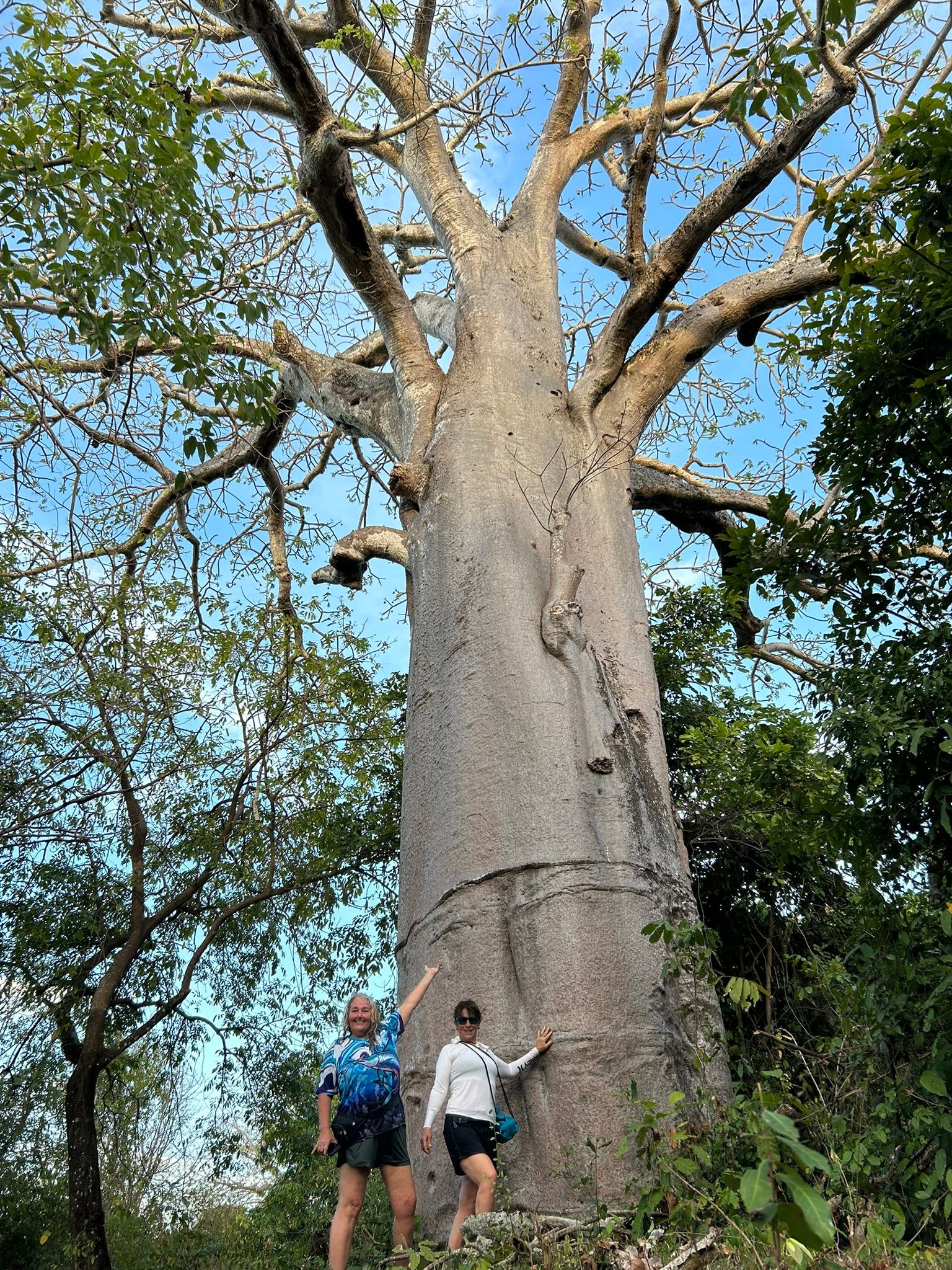 Kimberly A Monk - A 800-year-old baobab tree on Chole... | Facebook