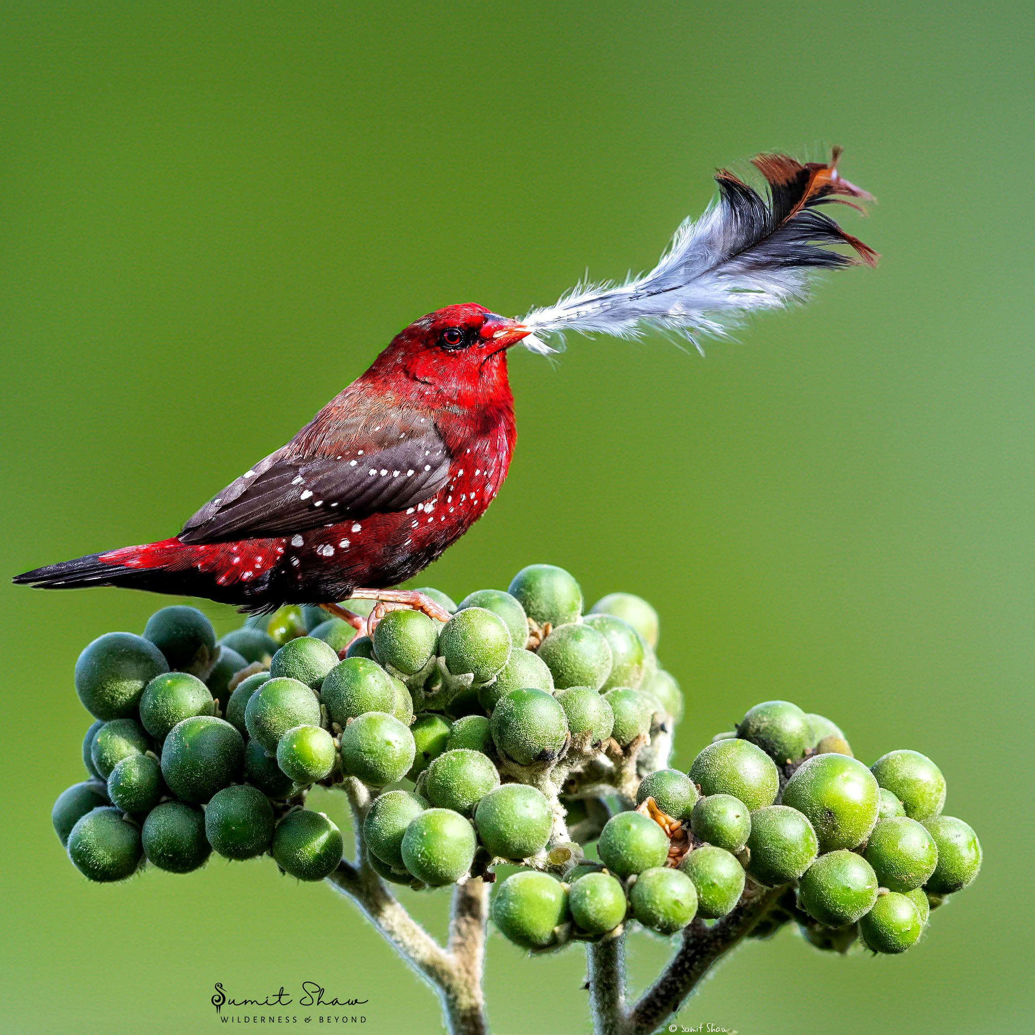 Indian Birds | # ** ️ A Crimson Flash: The Dapper Red Munia | Facebook