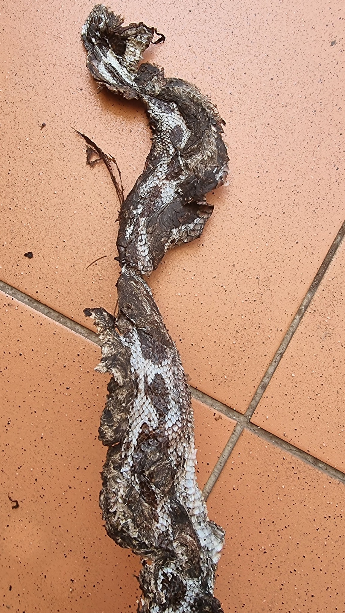 Snakes of Southern Africa | My gardener found this poor flatten snake ...