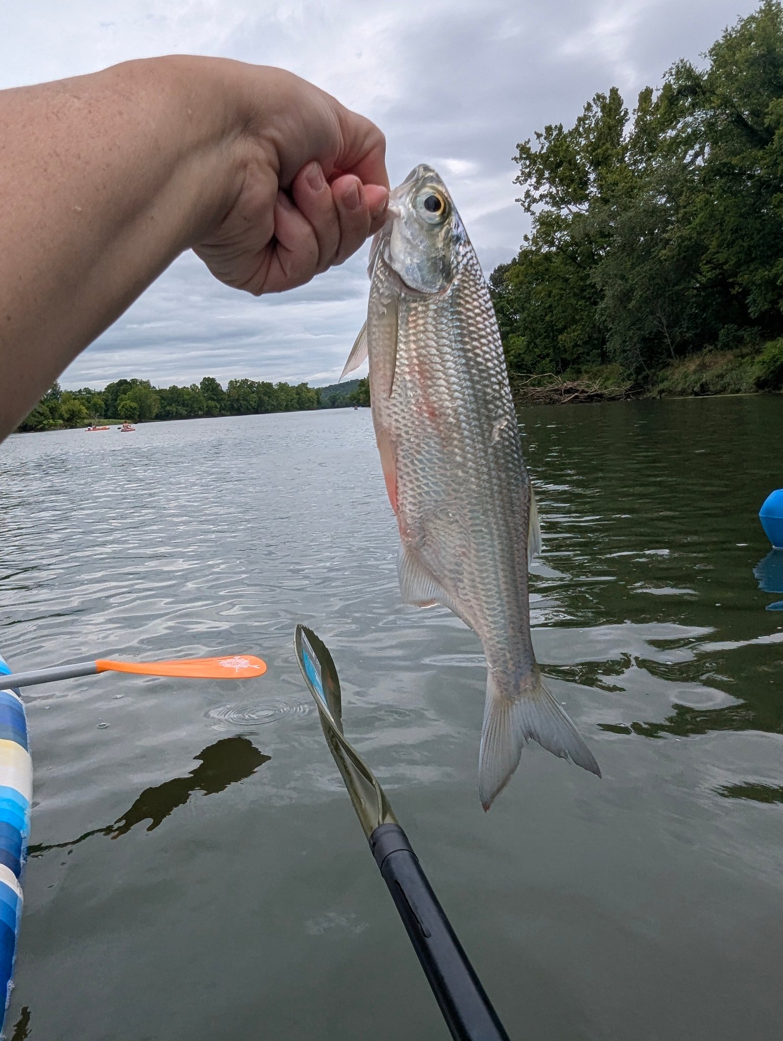 shakespeare ugly stik walleye trolling combo Species Specific Fishing Reel and Rod Combos (All Models) yakpower and virtually unbreakable Size:White Chartreuse Gold Blade 3/4oz My TOP 5 Summer