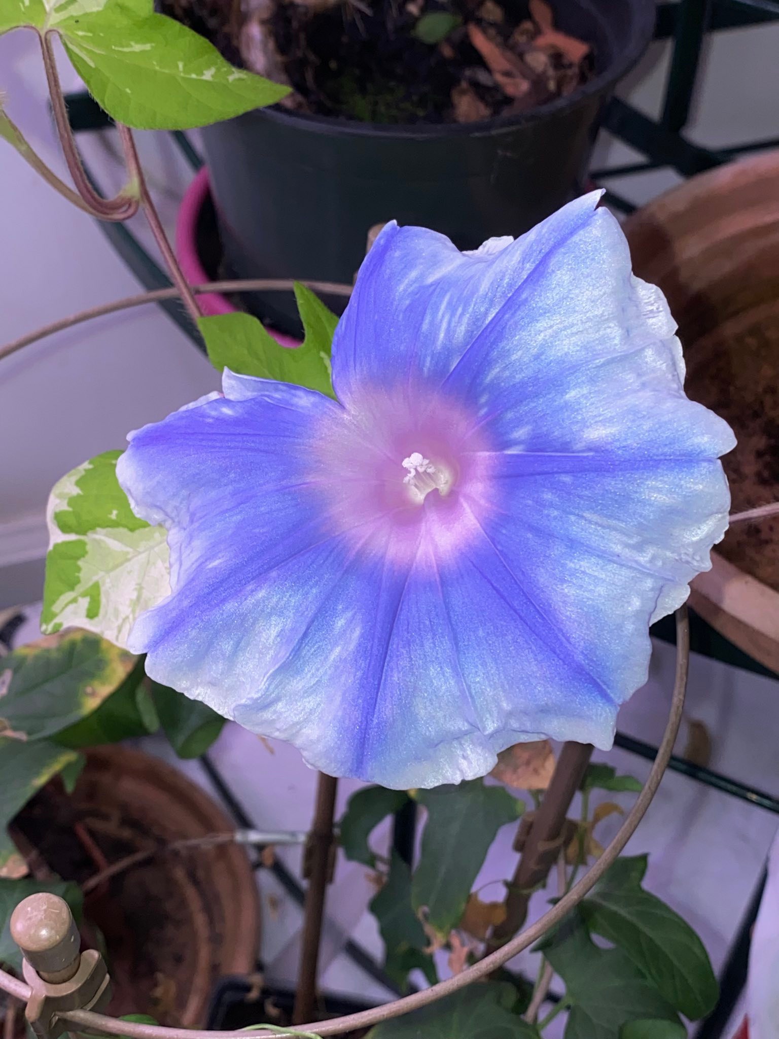 JHS Morning Glory clone with Waza color scheme