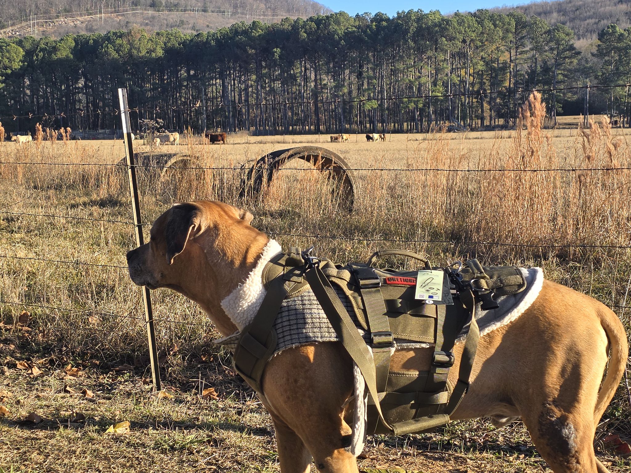 RRCUS - Rhodesian Ridgeback Club of the United States | My 12 y old is ...