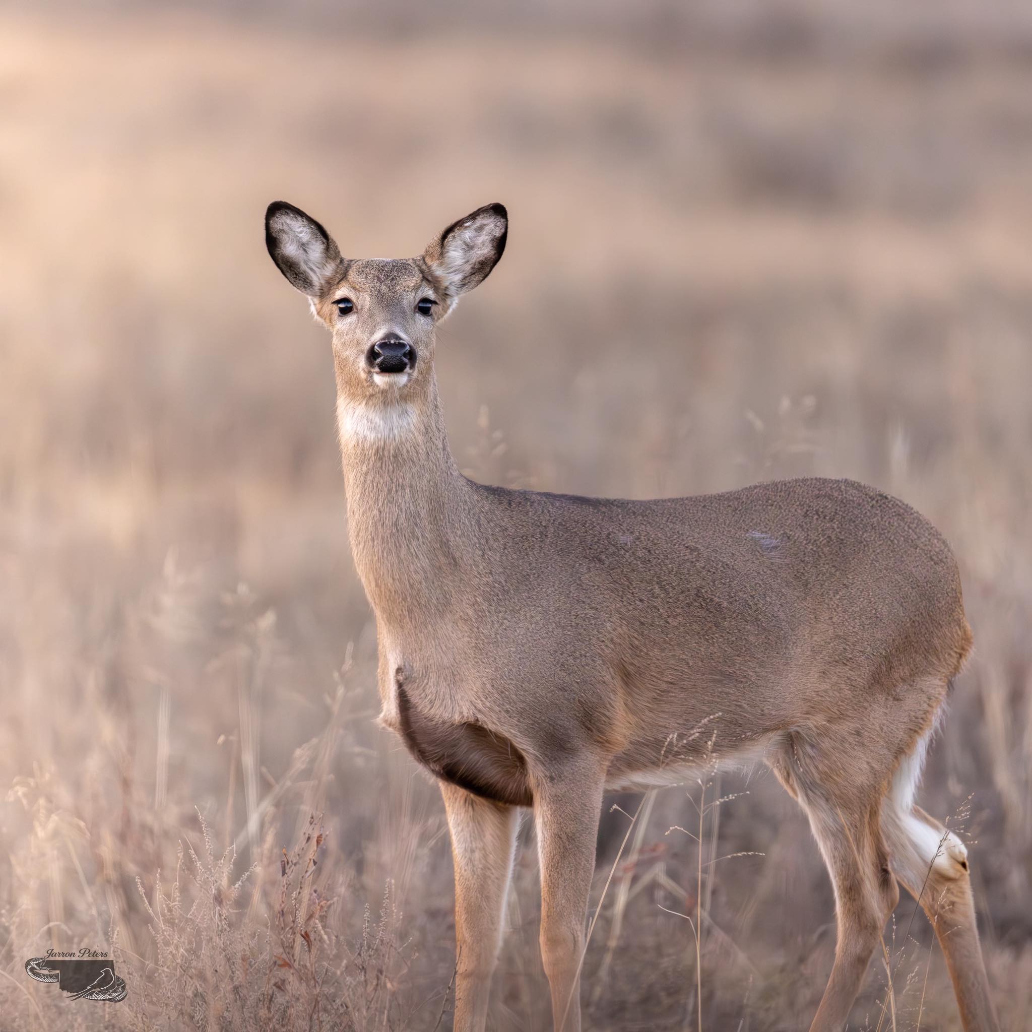 Shot of an amazing Silk Deer Buck which is a cross of a Red Deer