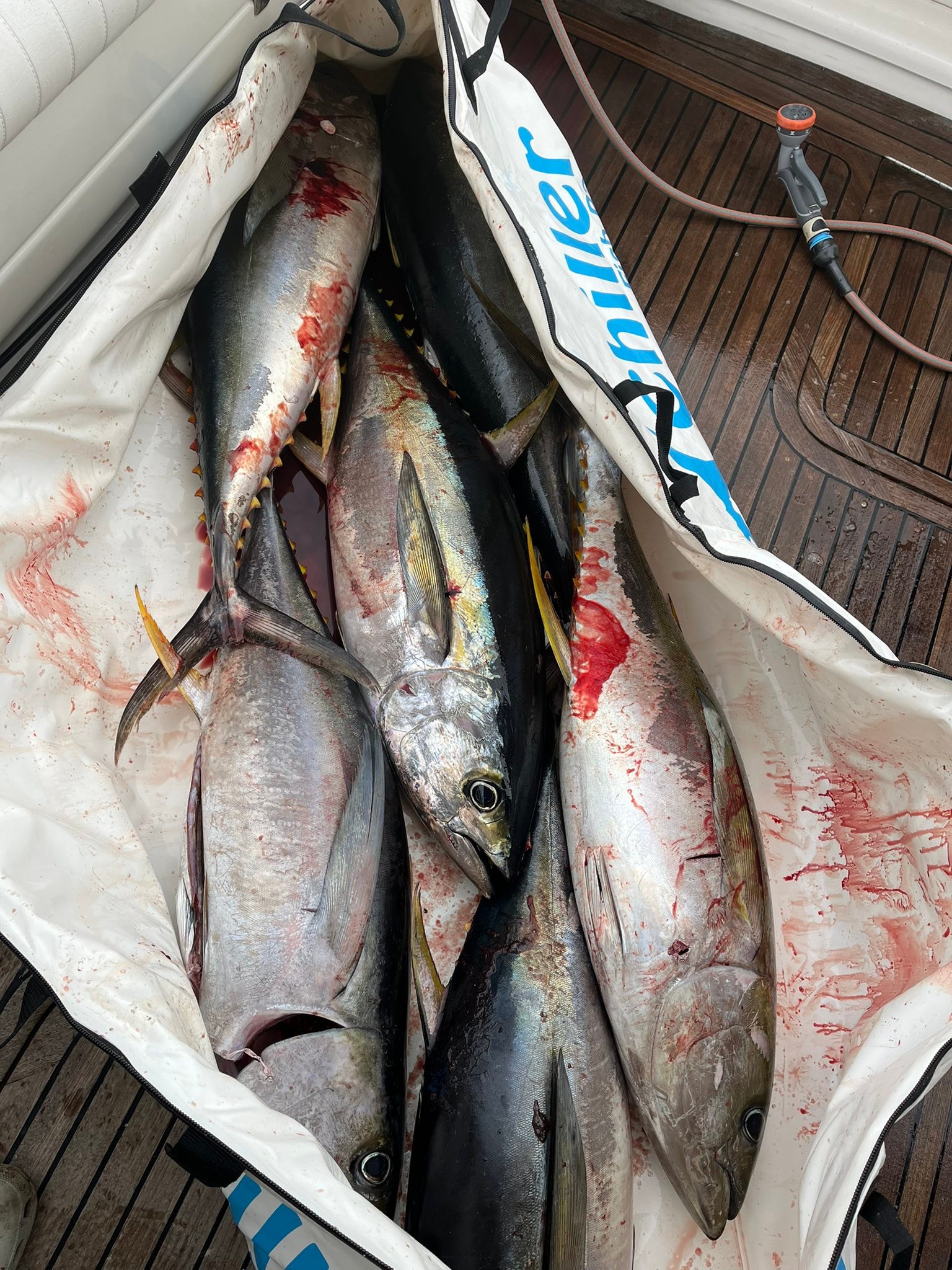 Owner Cultiva Keimura Yellowfin Tuna Hook - Size 15, Large Kihada Nemuri Shape For Saltwater Fishing