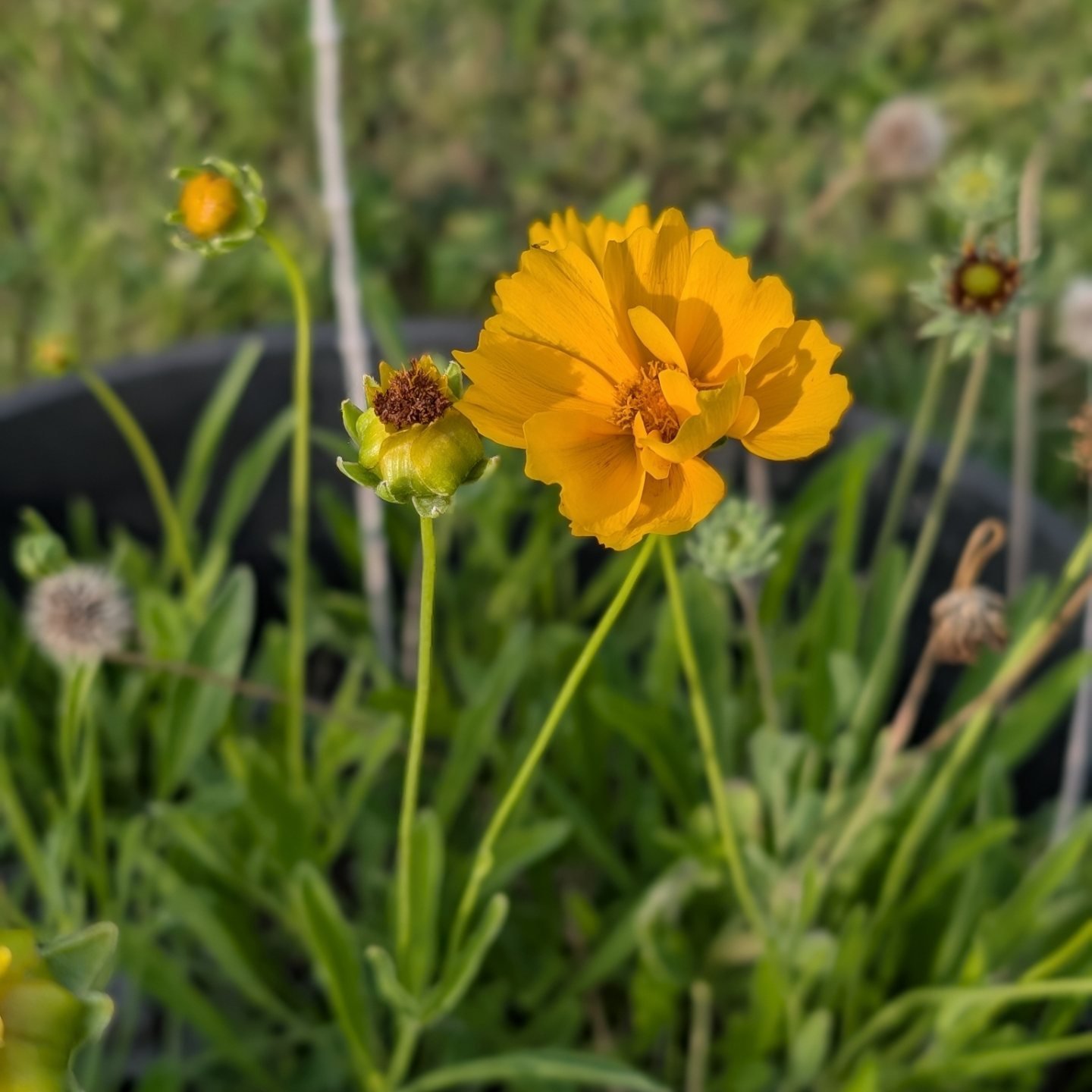 Catherine Roche - Nice day for yellow flowers | Facebook