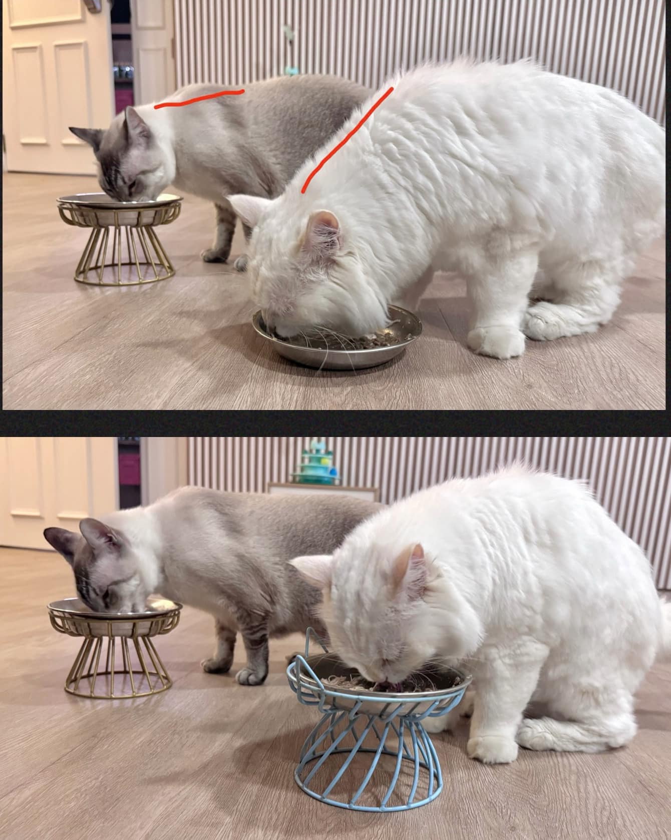 KIMAUTRM Raised Cat Food Bowls With Stand - Double Dish, Anti-Slip Base, Whisker-Friendly For Cats & Small Dogs