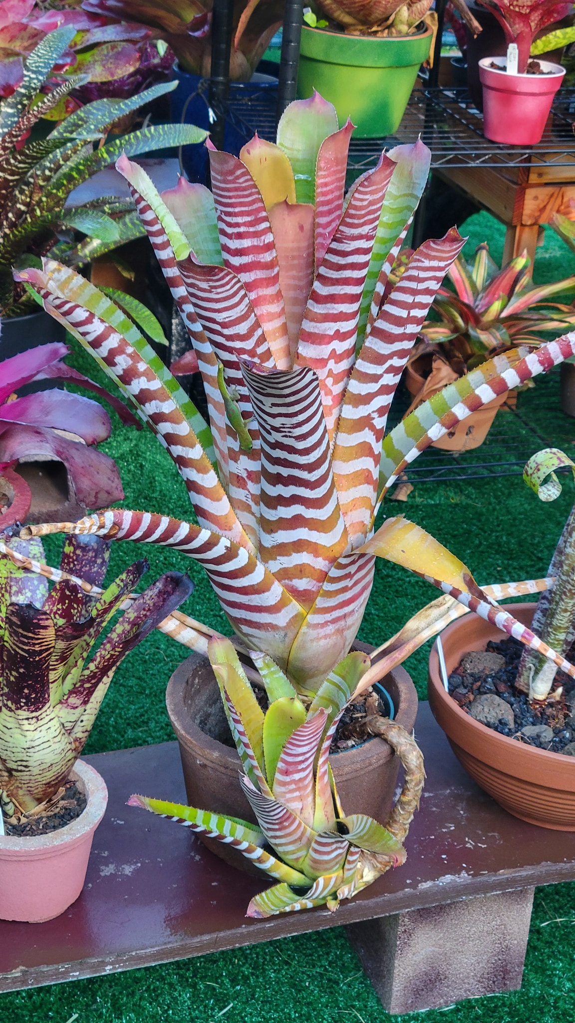 Bromeliad plant varieties for sale