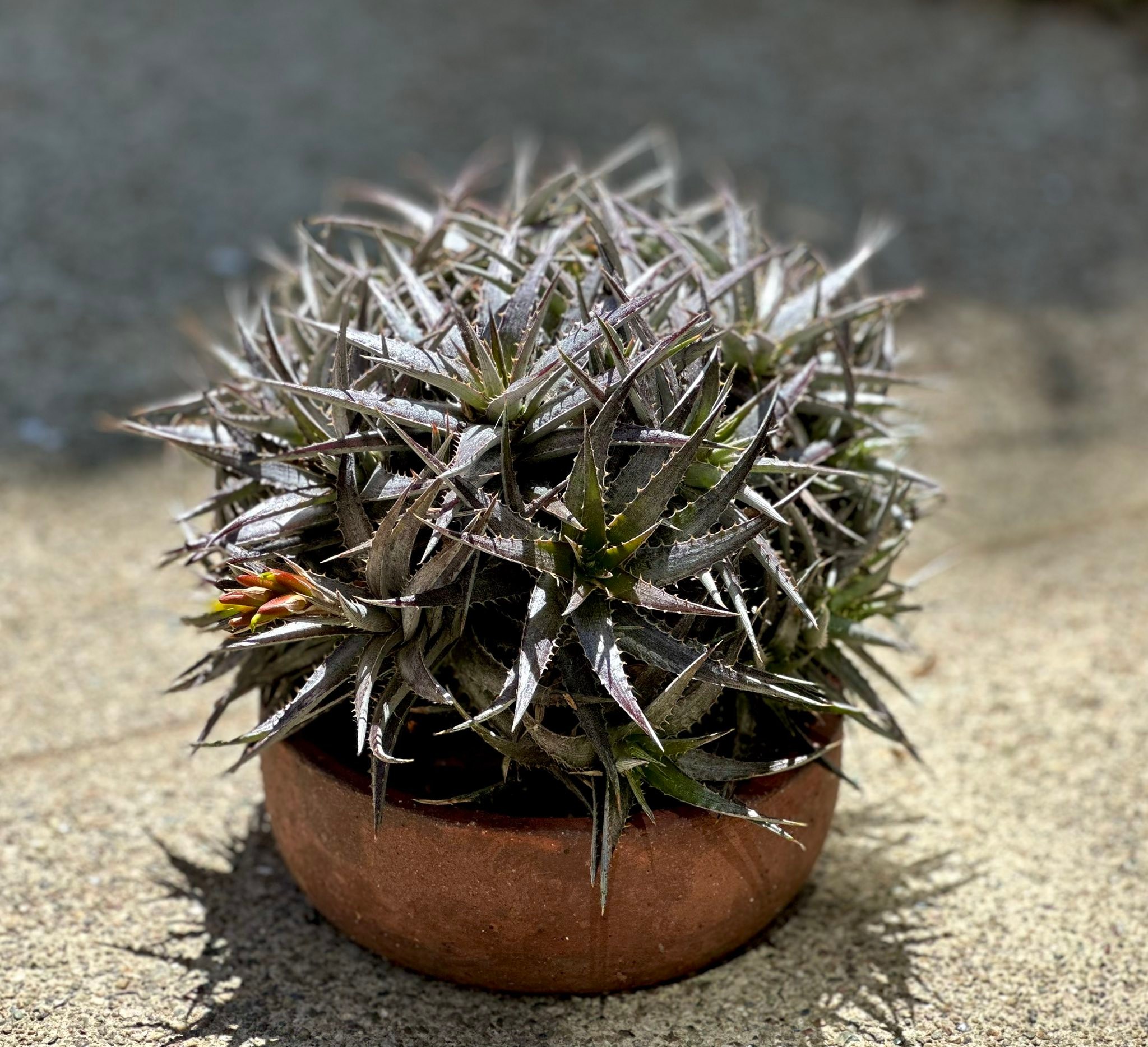 ディッキア Dyckia argentea affinis (mezii) Dyckia goehringii x affinis argentea plant