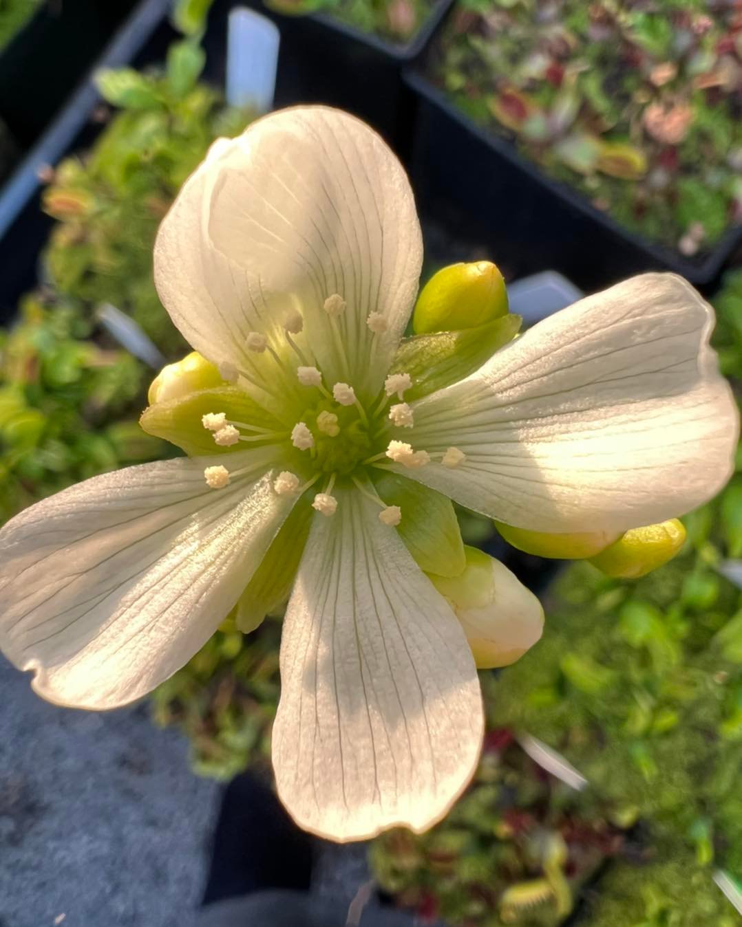 A lovely flytrap flower in full bloom 😍 We leave these flowers on
