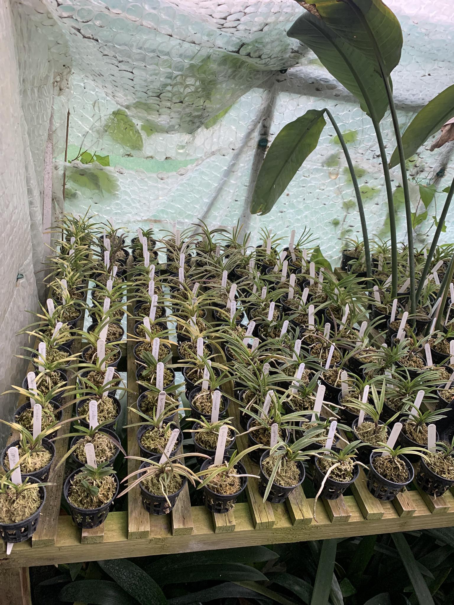 Neofinetia Falcata Europe sell and swoop | Facebook