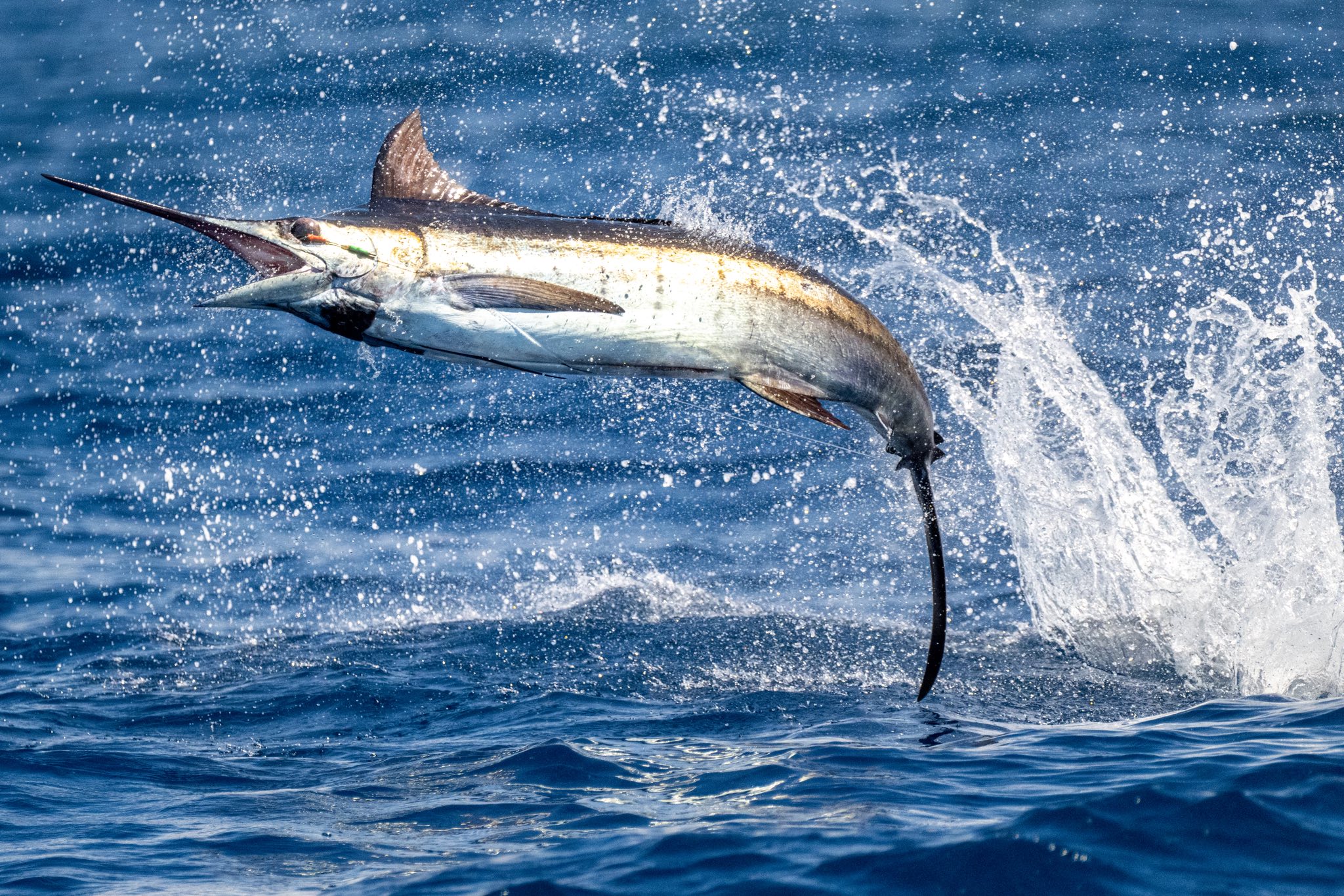 Blue marlin caught with Bite Me Sport Fishing in Hawaii