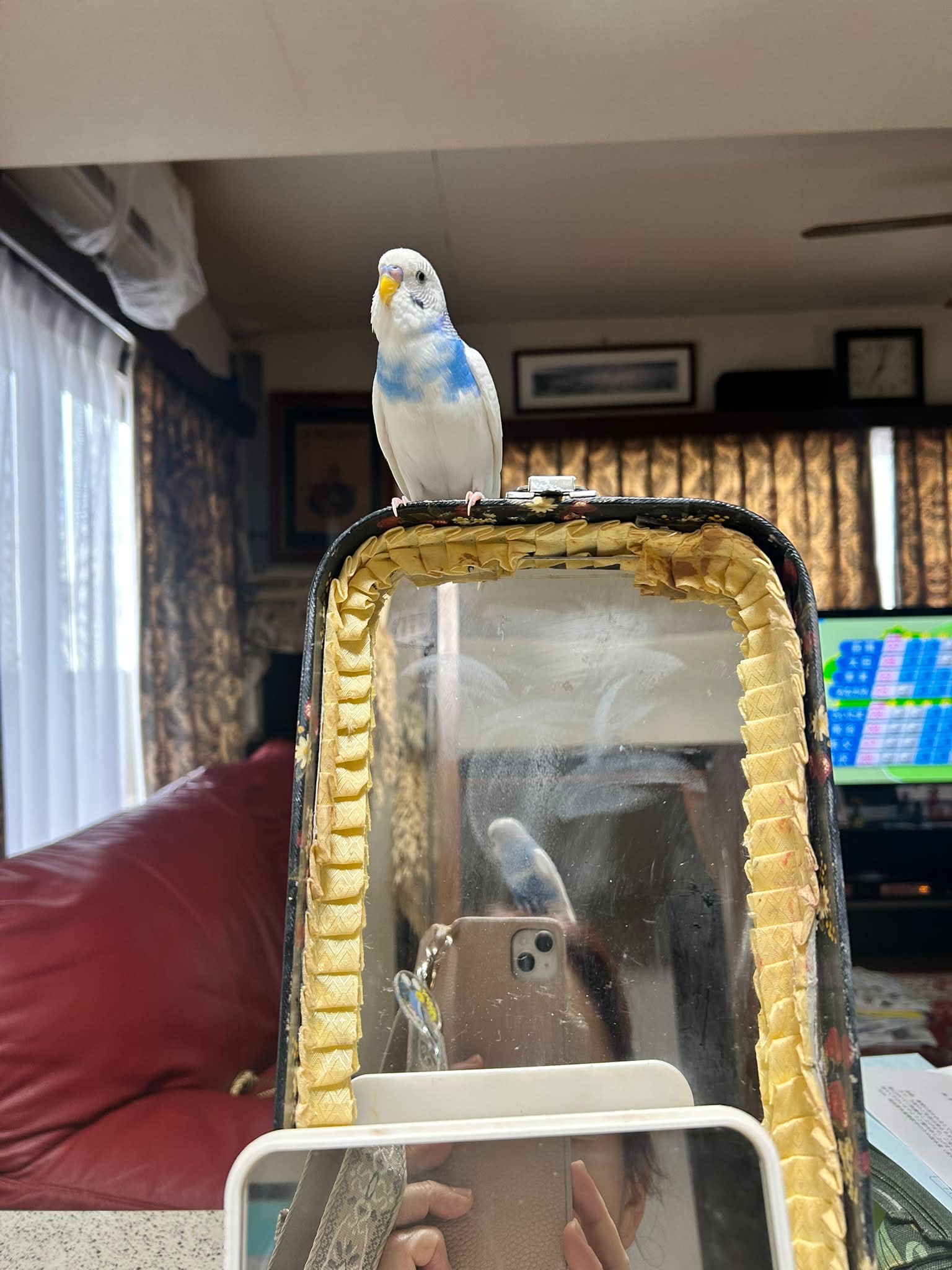 インコが大好き