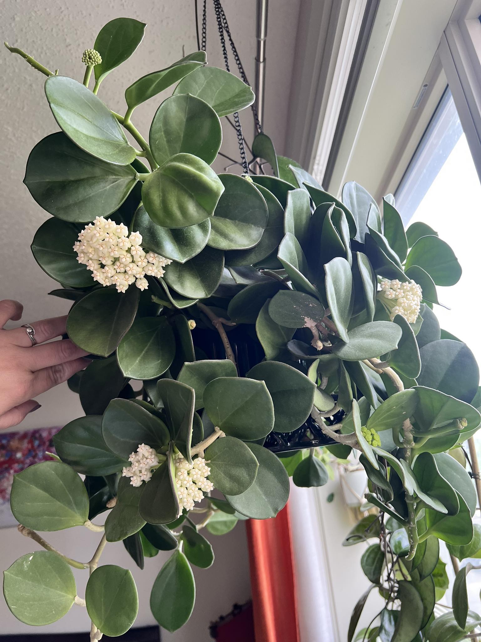 Hoya pachyclada inner variegated花座付き