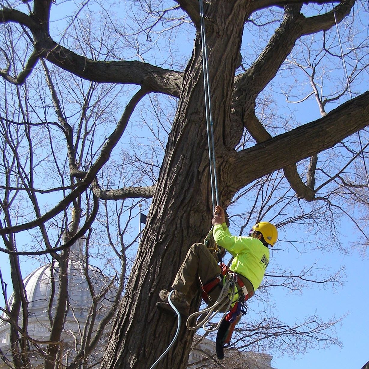 Boley Tree & Landscape Care, Inc. | Middleton WI