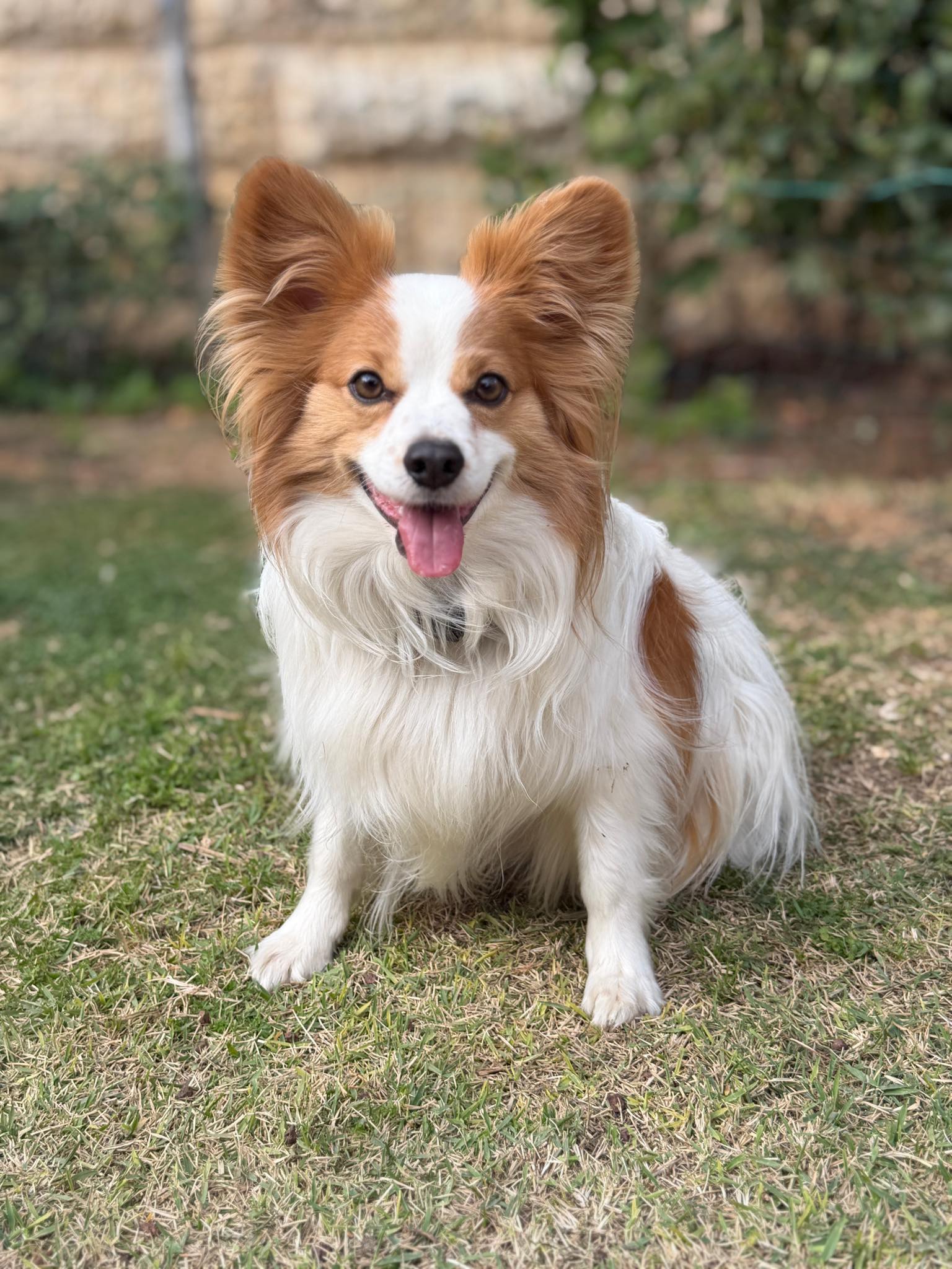 What is the average size of a full grown papillon?
