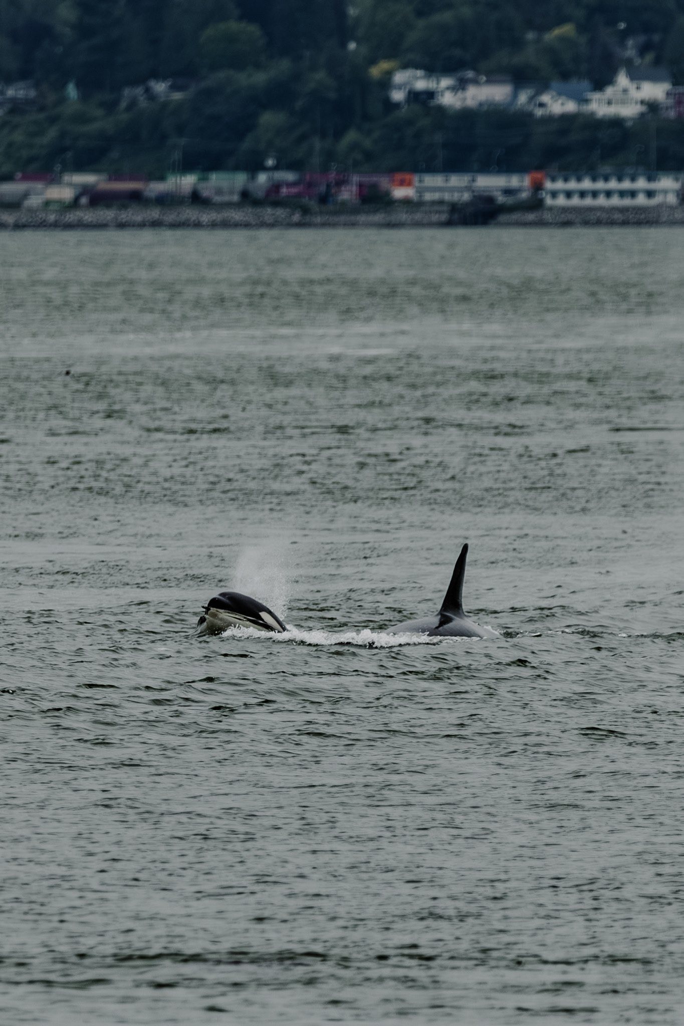 First time seeing orca in Howe Sound