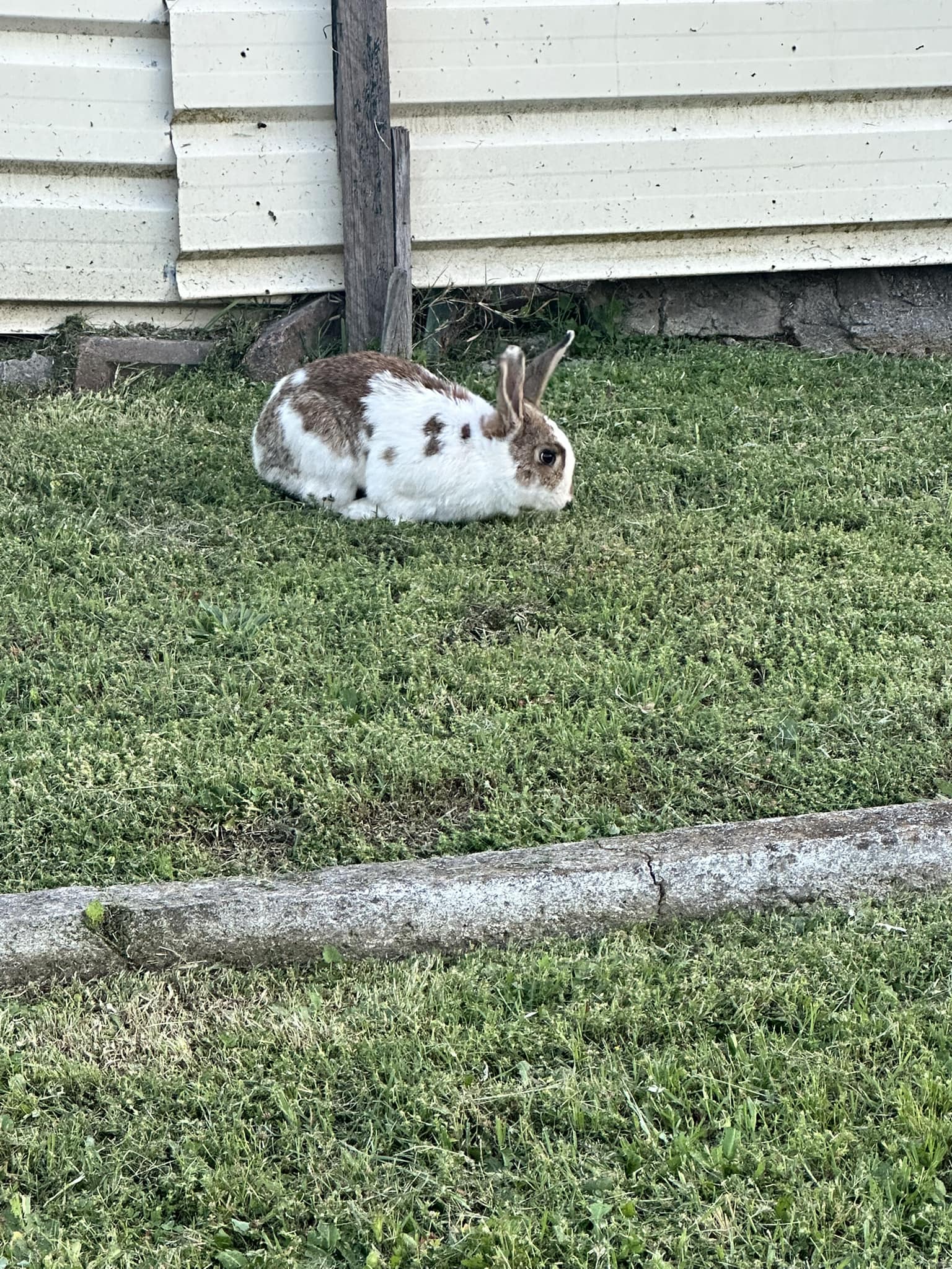 Lost + Found Pets Hunter Valley | Anyone missing their rabbit | Facebook