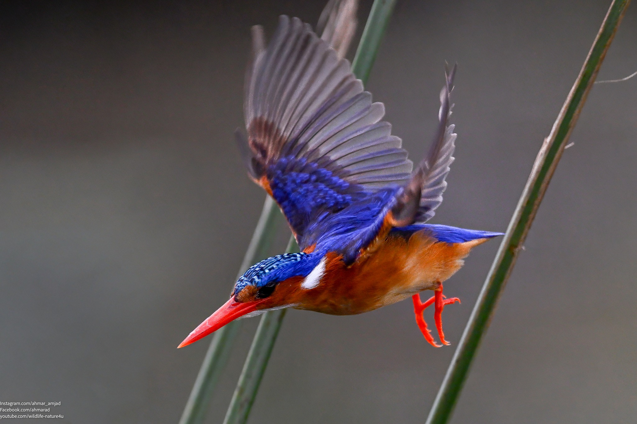 Kingfisher In Action Nikon z9 Sigma 500mm f4