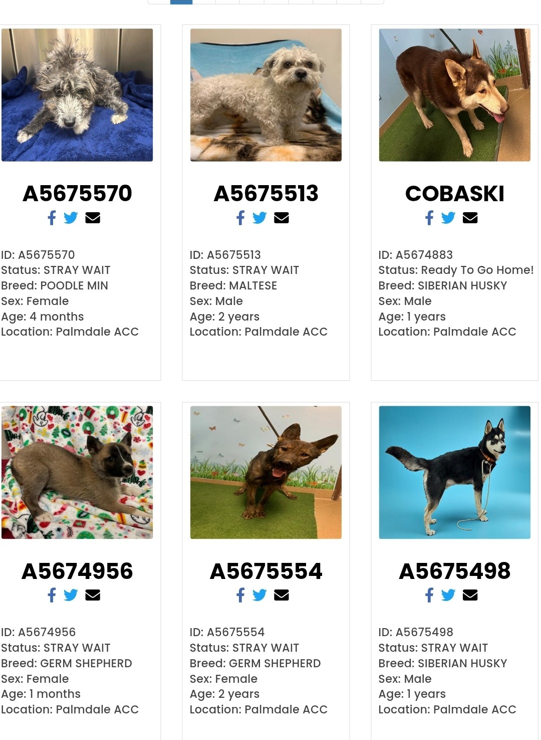 PALMDALE CA Shelter found pets 1 19 25 can be available in 5 days  
