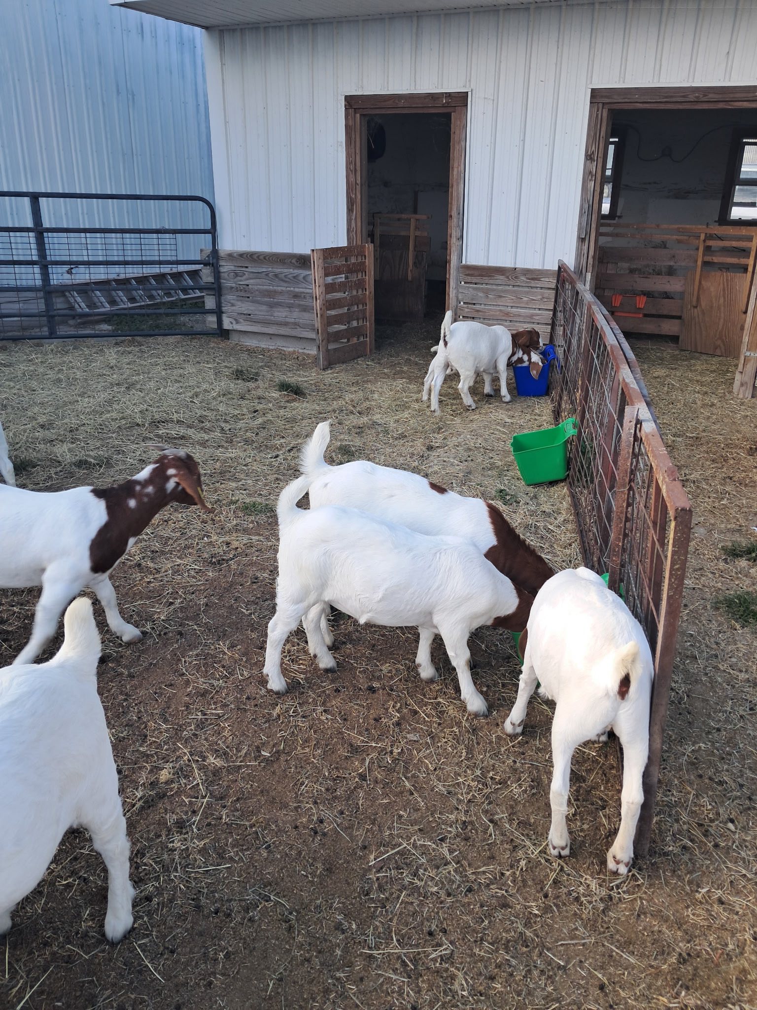 Indiana Boer Goats | Commercial does. All born in January and February ...