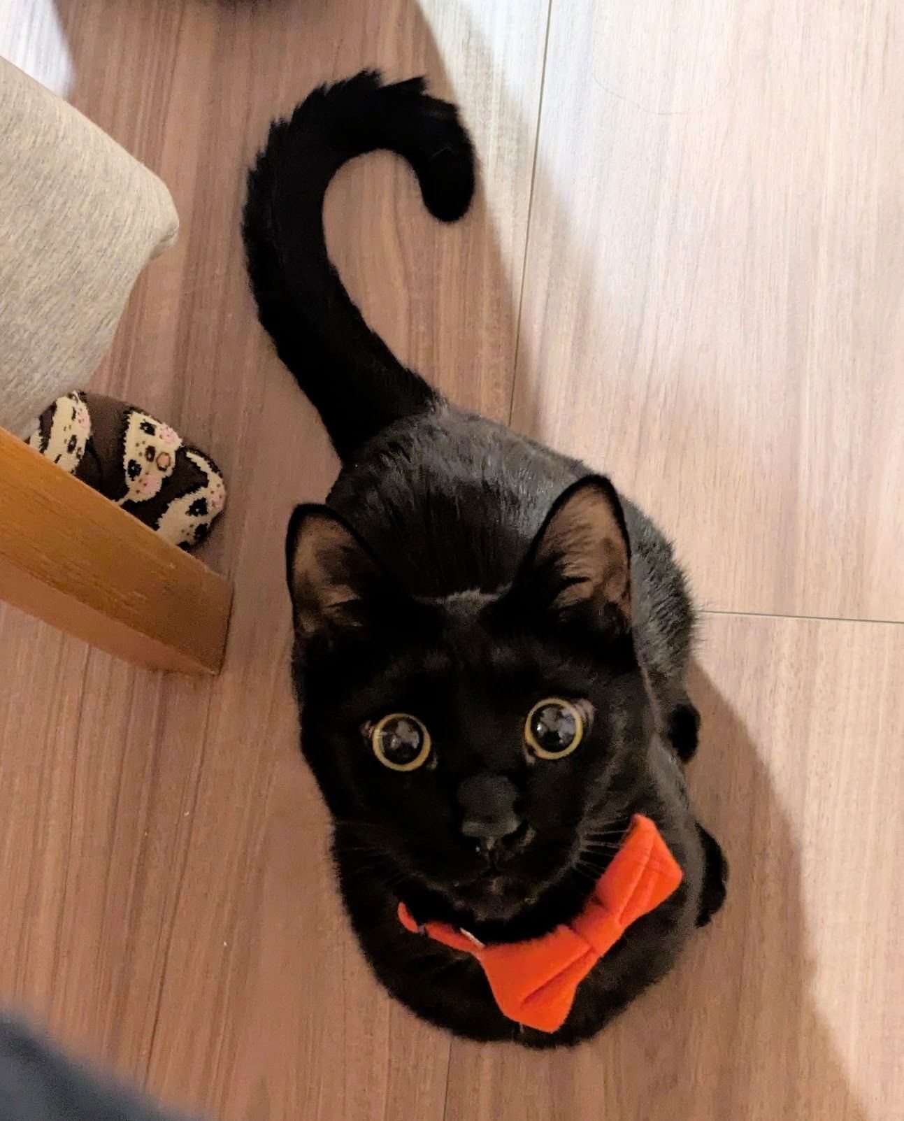 にゃんと🐾黒猫感謝の日だって🐈‍⬛