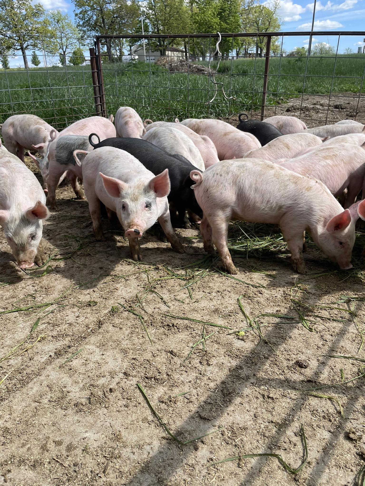 Missouri Midwest pigs market | Feeder pigs for sale | Facebook