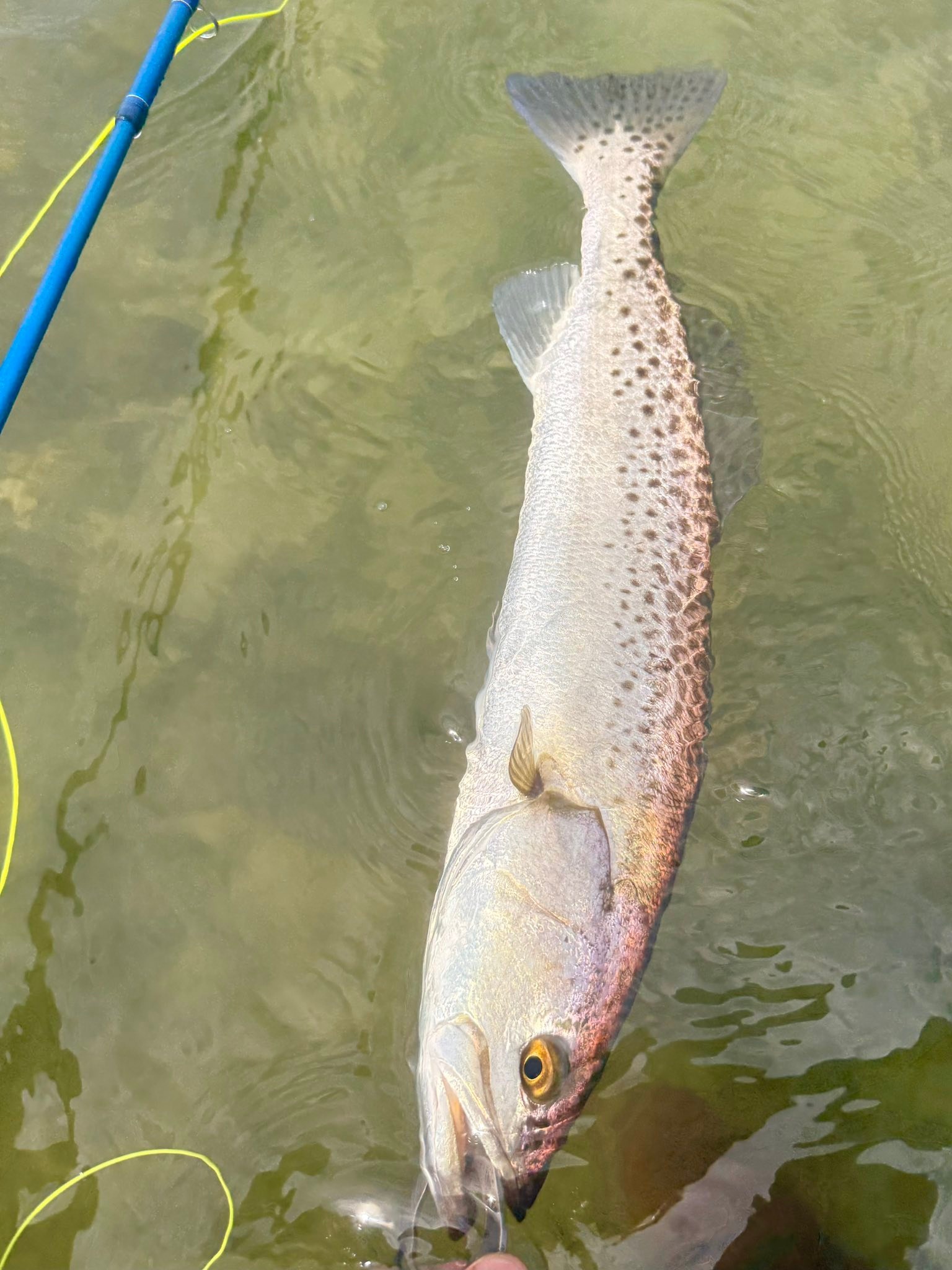 alaska river trout sea-run spinning reel bubble daiwa or shimano Regal Spinmatic Combo  Seattle Fishing Company and sensitivity Shimano Stradic or Vanford: Which