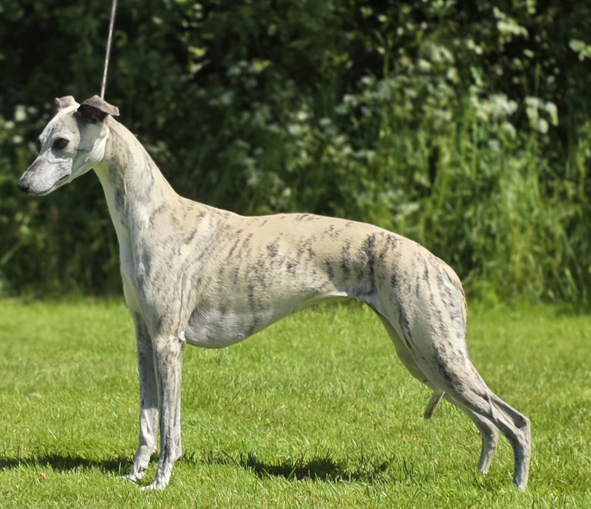 No Uch Courtborne Zyn. Sire: Multi Ch Nv 24 Dkv 21 Nordv 21 Njub