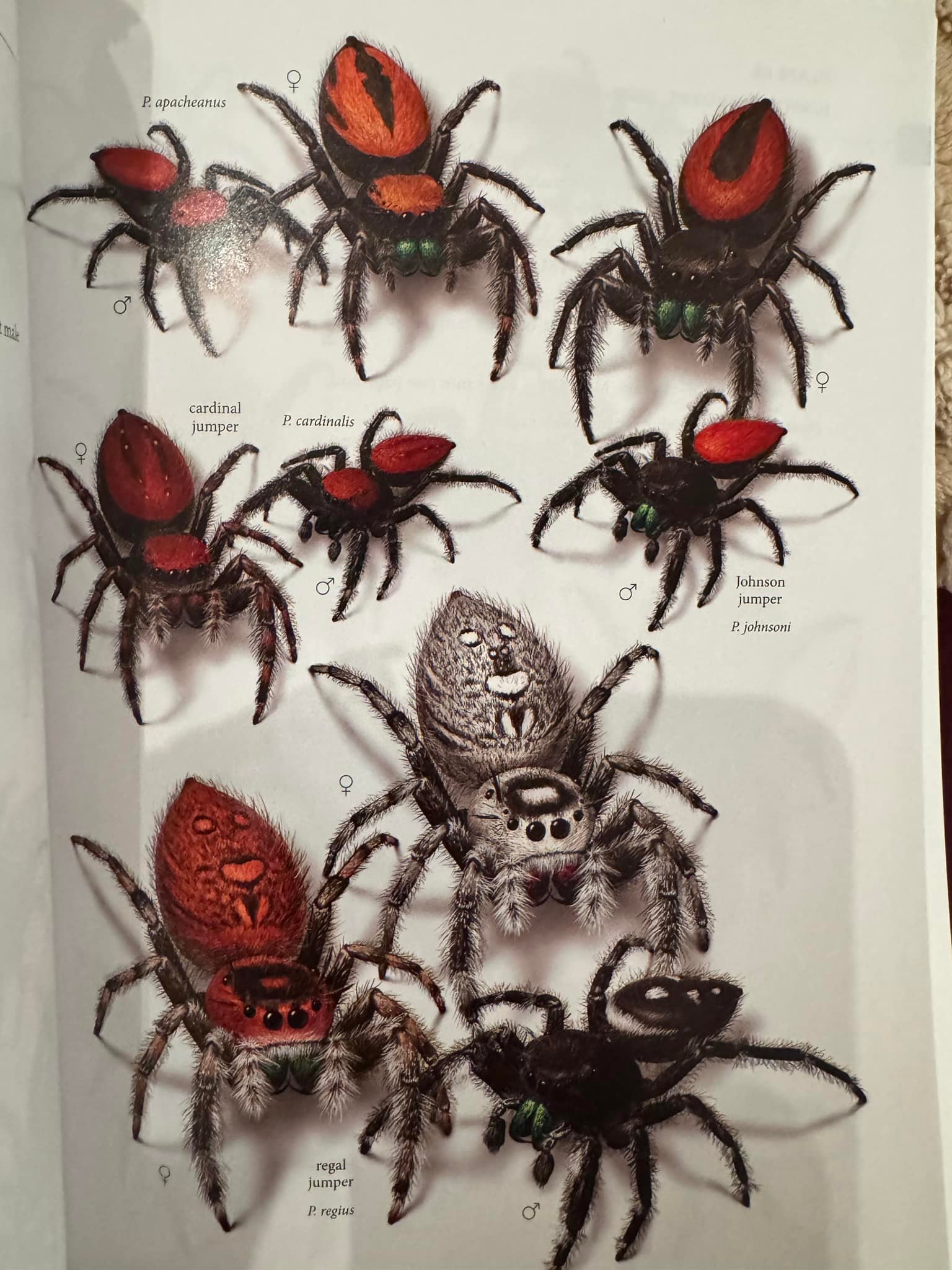 Common spiders of North America book