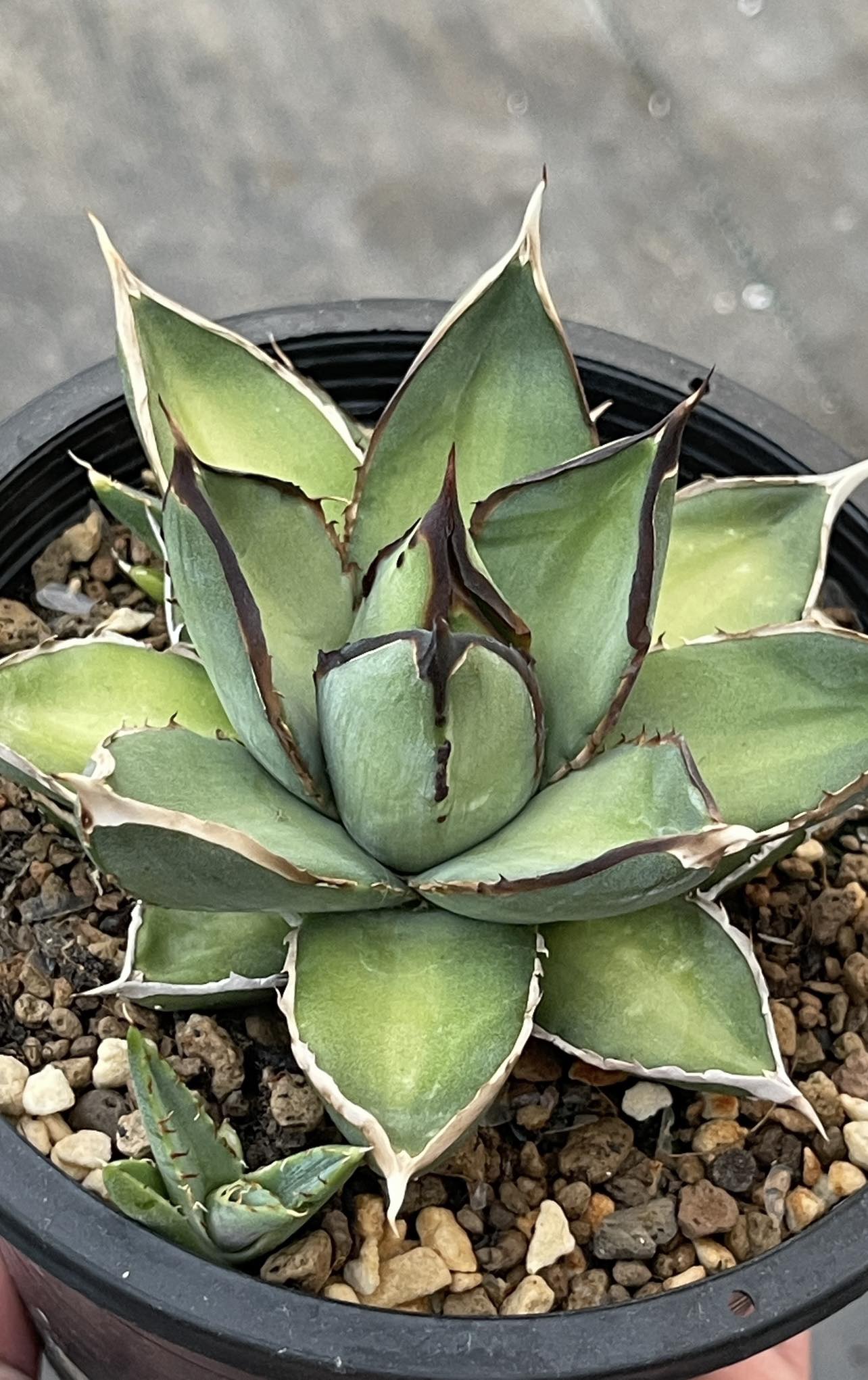 Agave Victoria*Titanota (Hades)