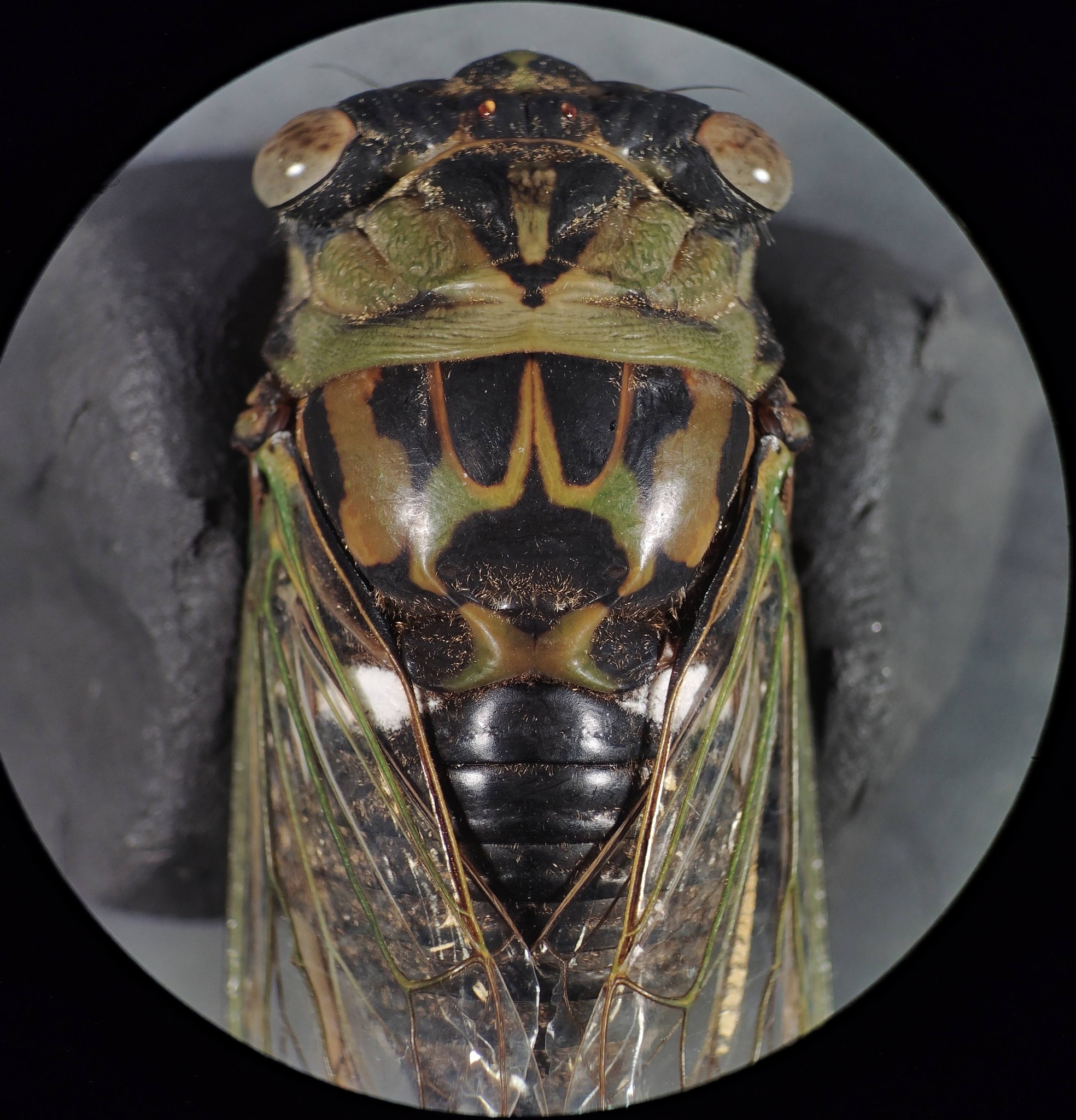 Cicada specimen with golden hairs on mesonotum found in Zion, Illinois
