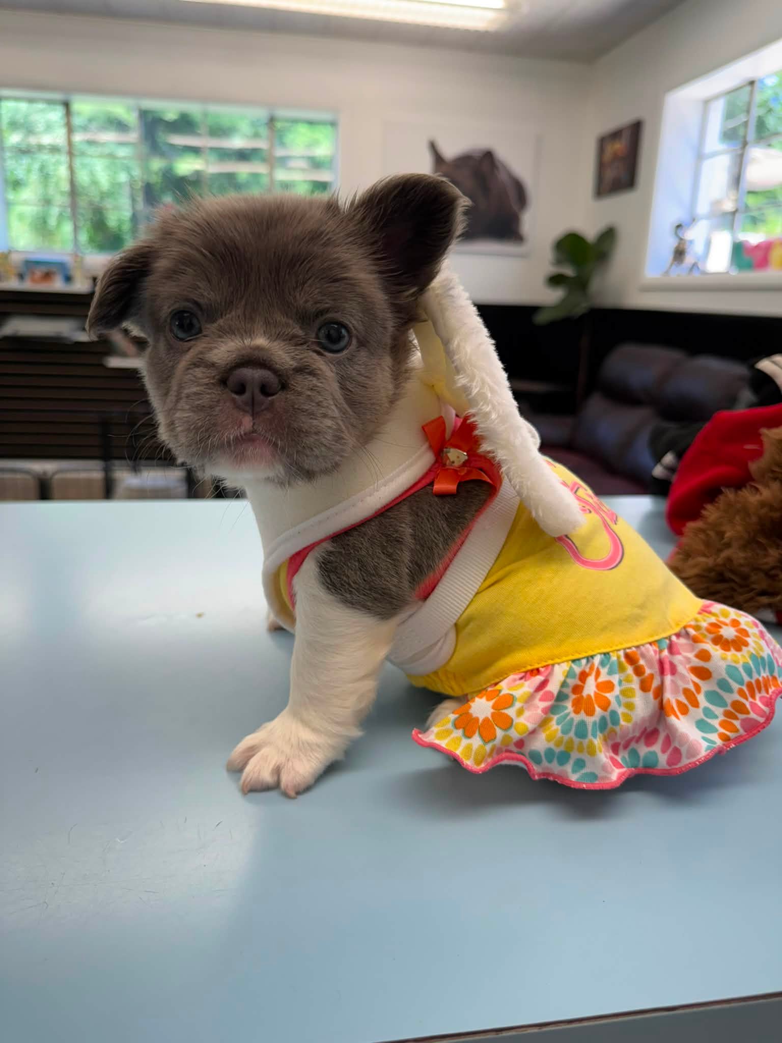 cute puppies dressed up Do you dress your French Bulldogs on Sundays? LD-23-PUB-25 Balmain - Short belted Christmas puppy Women's US Size:11