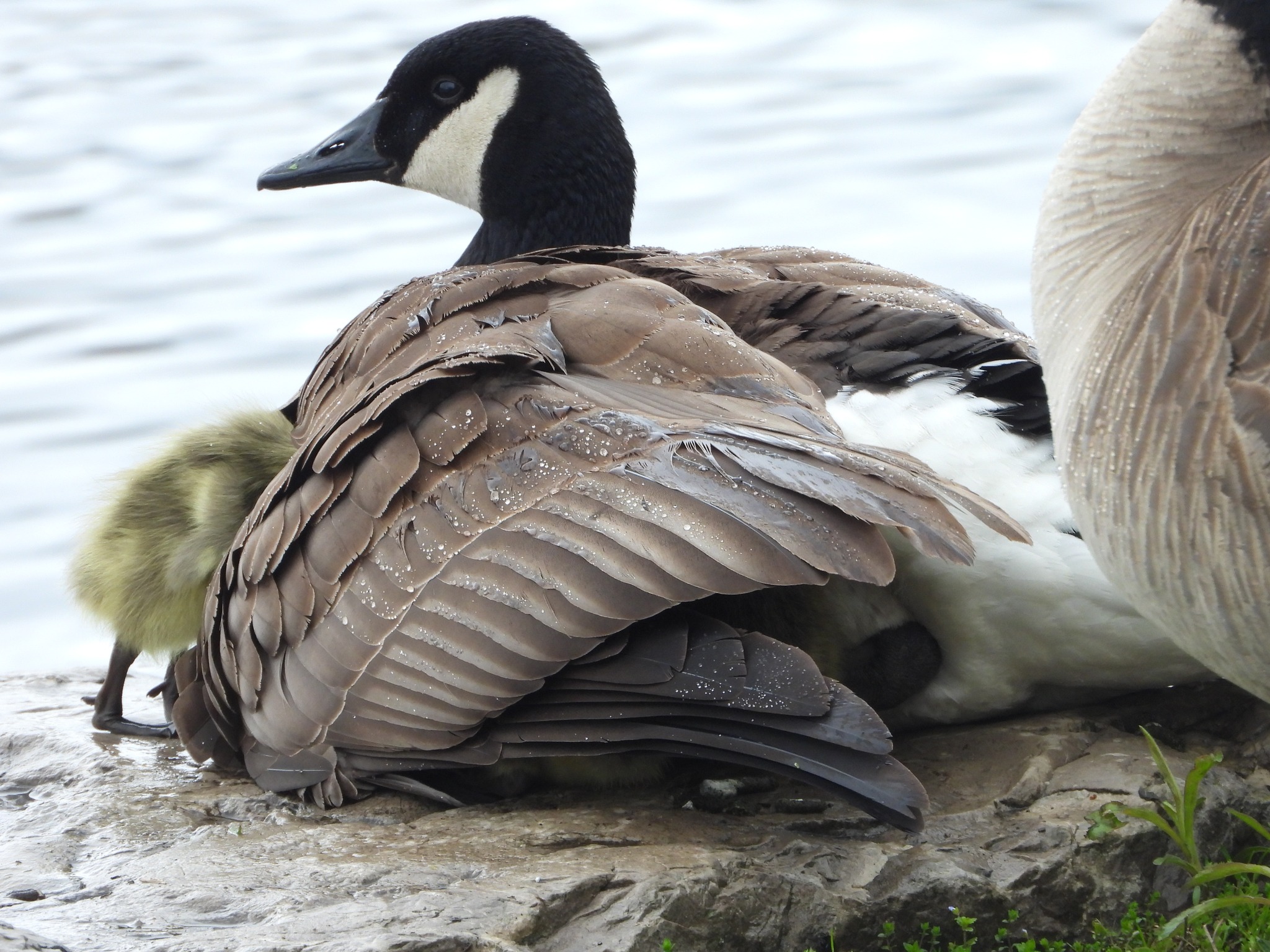 Canada goose and gosling spotted at Hamilton Bayfront