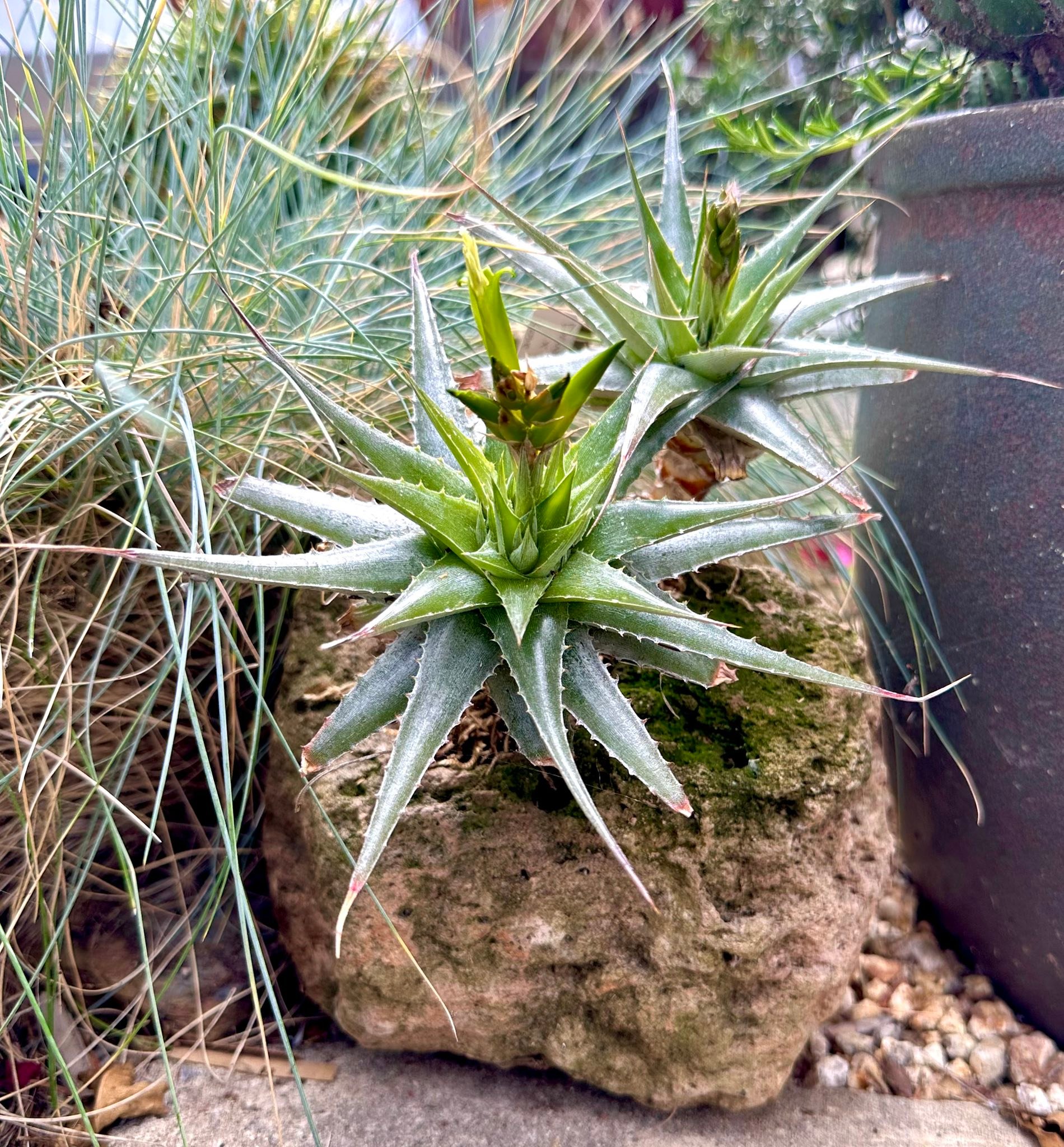 Deuterocohnia abstrusa x longipetala hybrid bromeliad