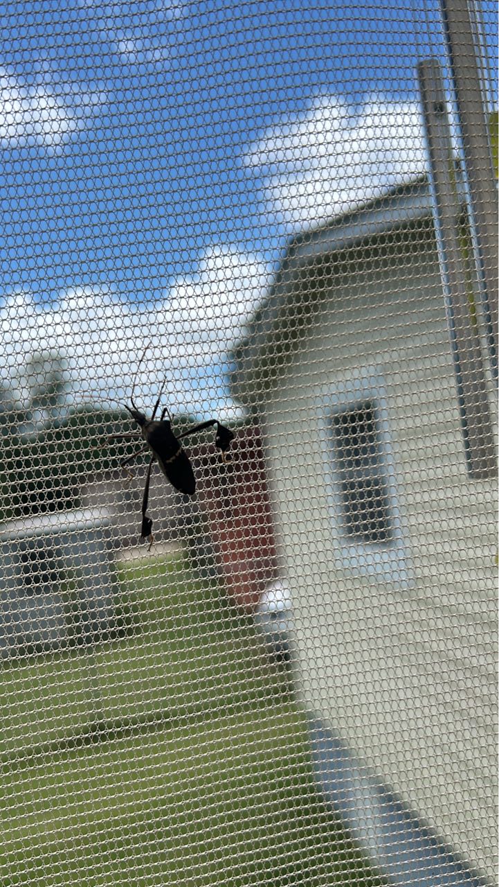 What kind of bug is this and how to get rid of it?