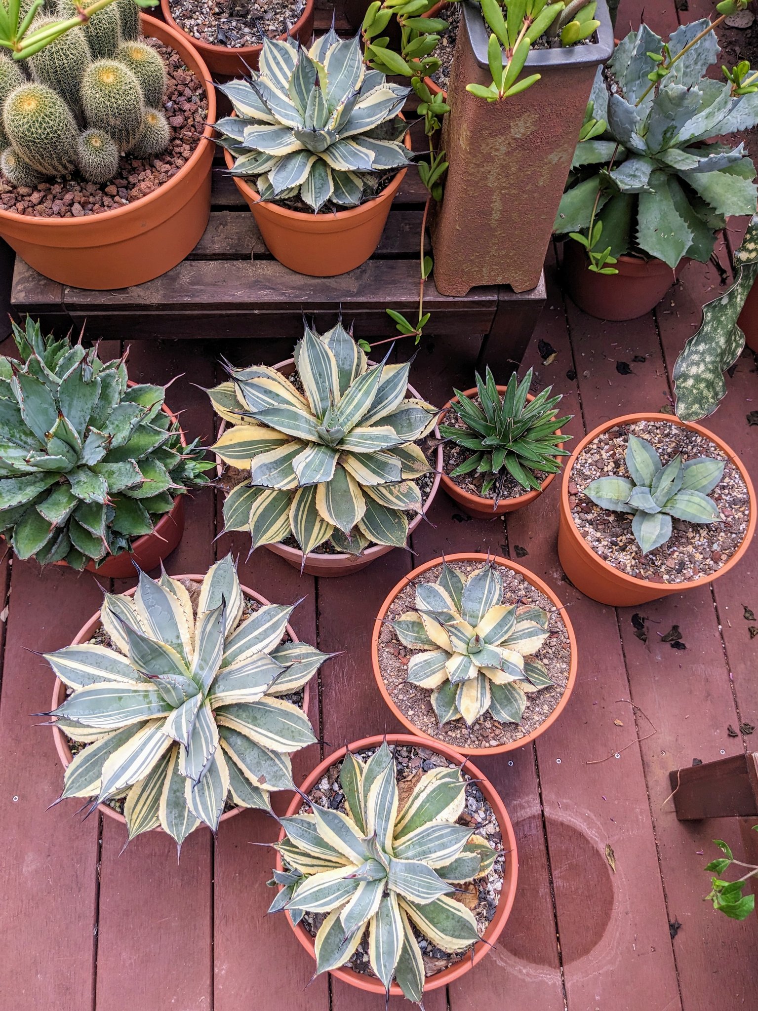 Agave parrasana Impressionist' Small plants available in the