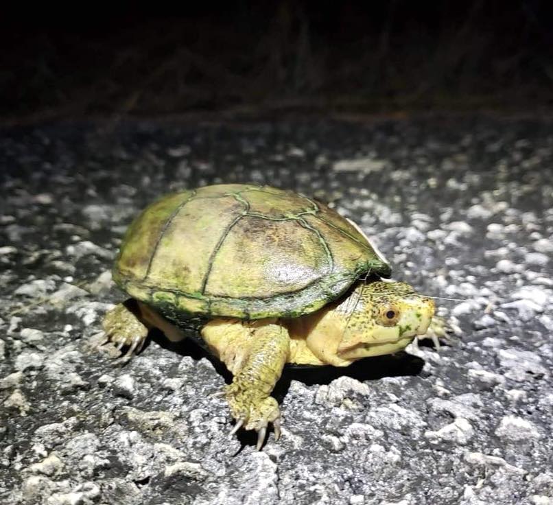 Rhett - A really interesting looking Florida Mud Turtle we found, hypo ...