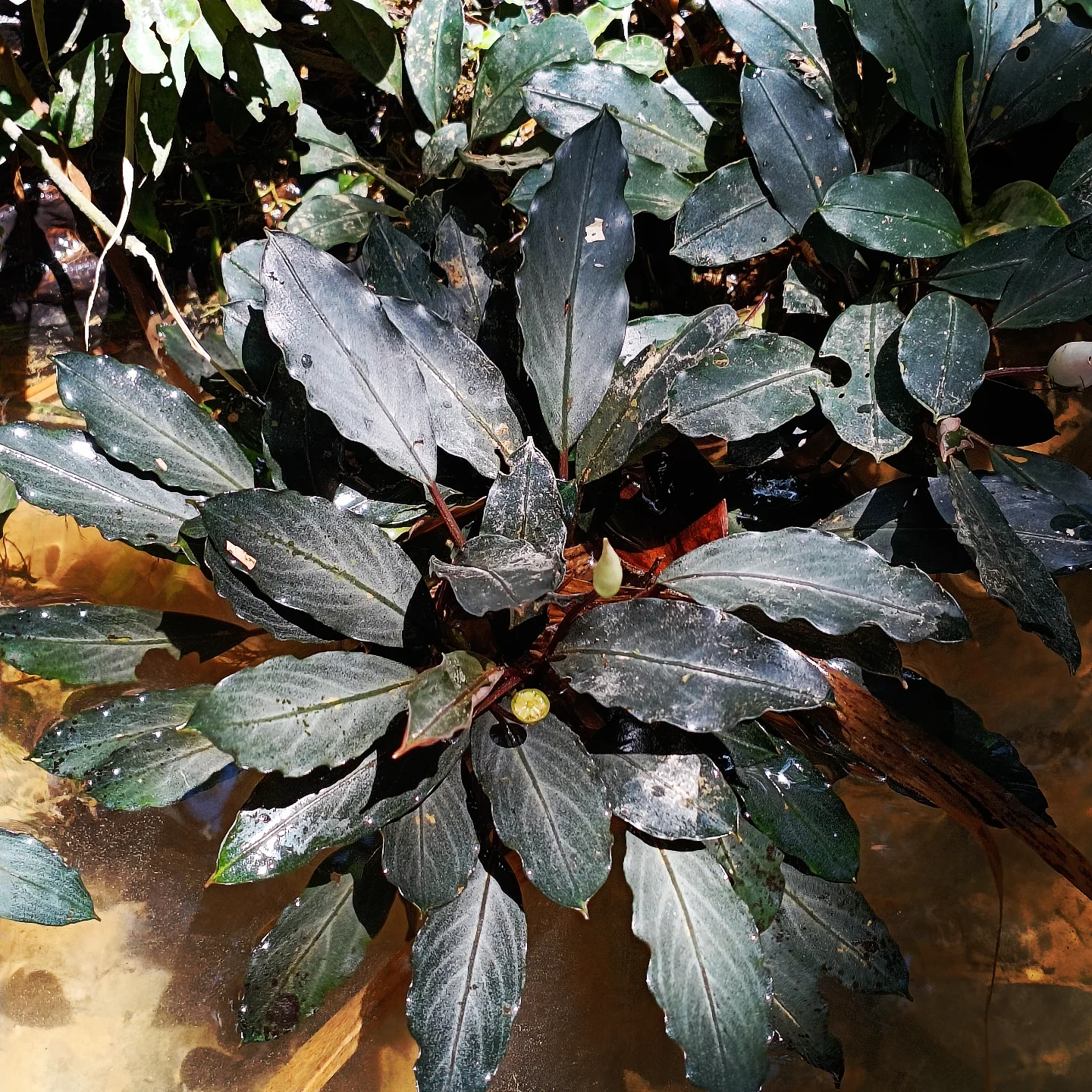 水草 Bucephalandra sp. Akantha gray yellow Bucephalandra akantha 