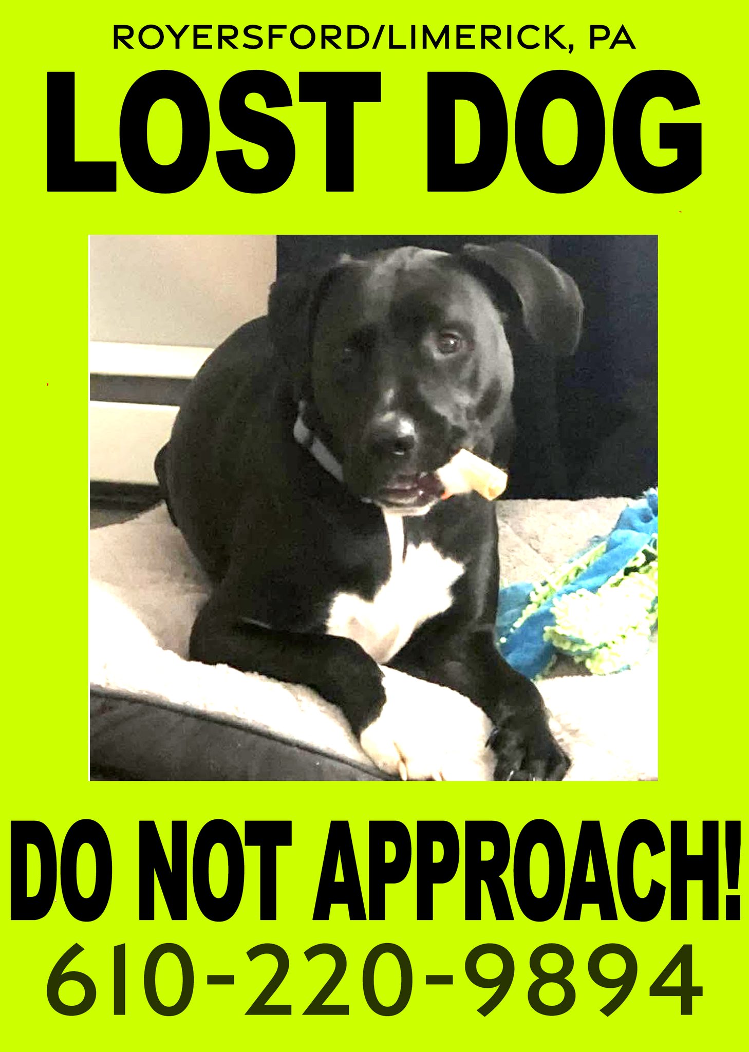 Lost dogs in Montgomery County Pennsylvania need help