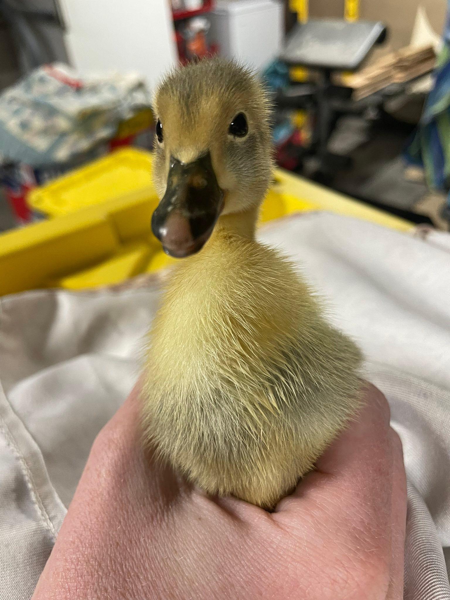 6+ Mixed Duck Hatching Eggs: Cayuga, Blue Swedish, Acona, Magpie – Fertile