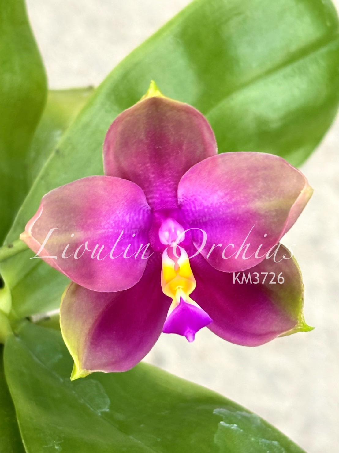 C.Izumi Melody'Flawless Page' Bred and registered by Fujii Orchids